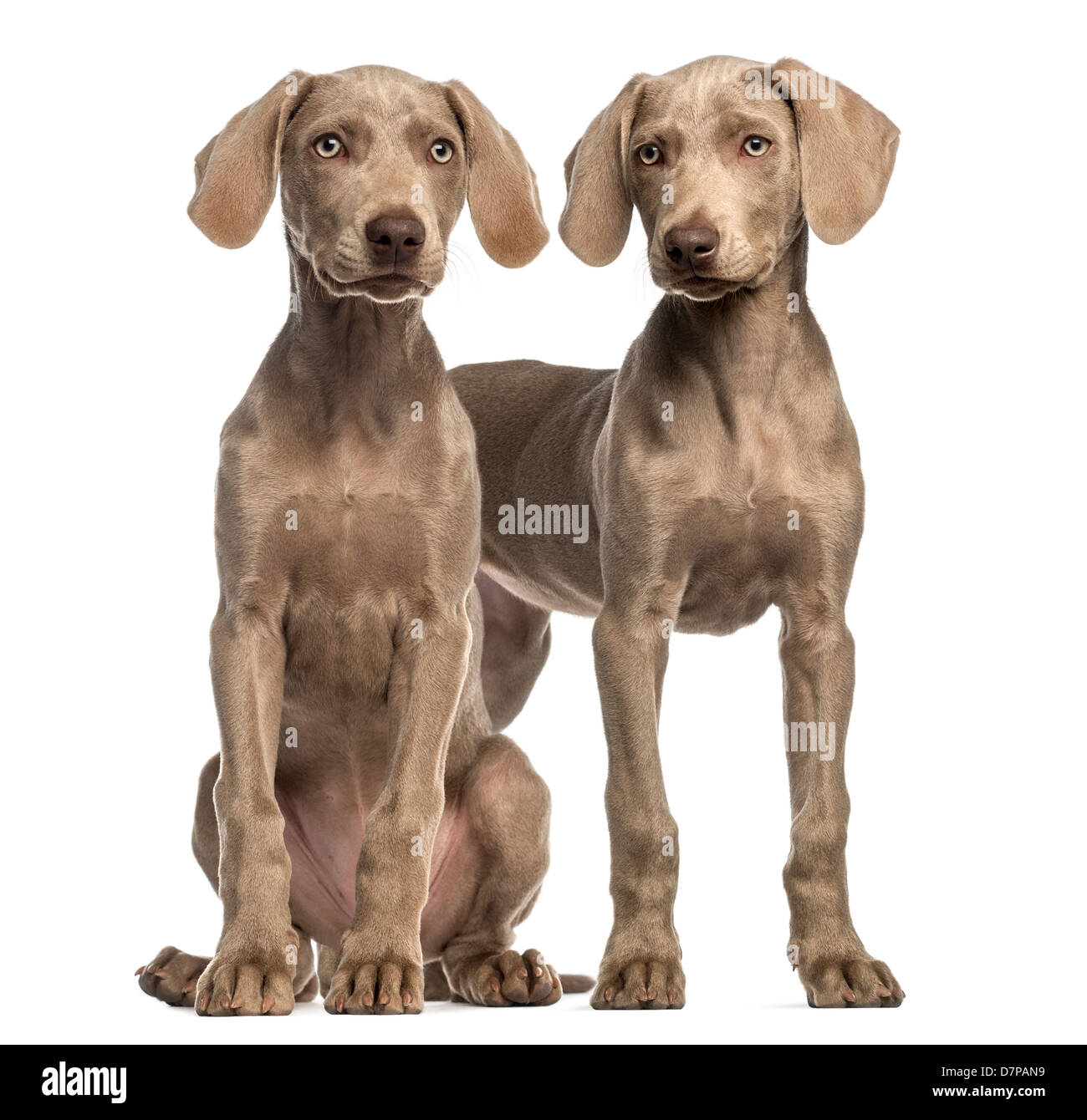Weimaraner puppy fotografías e imágenes de alta resolución - Alamy