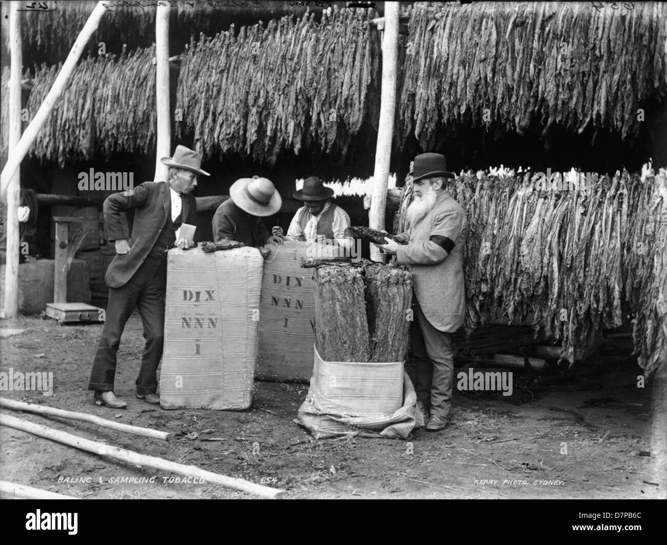 El enfardado y tabaco de muestreo Fotografía de stock Alamy