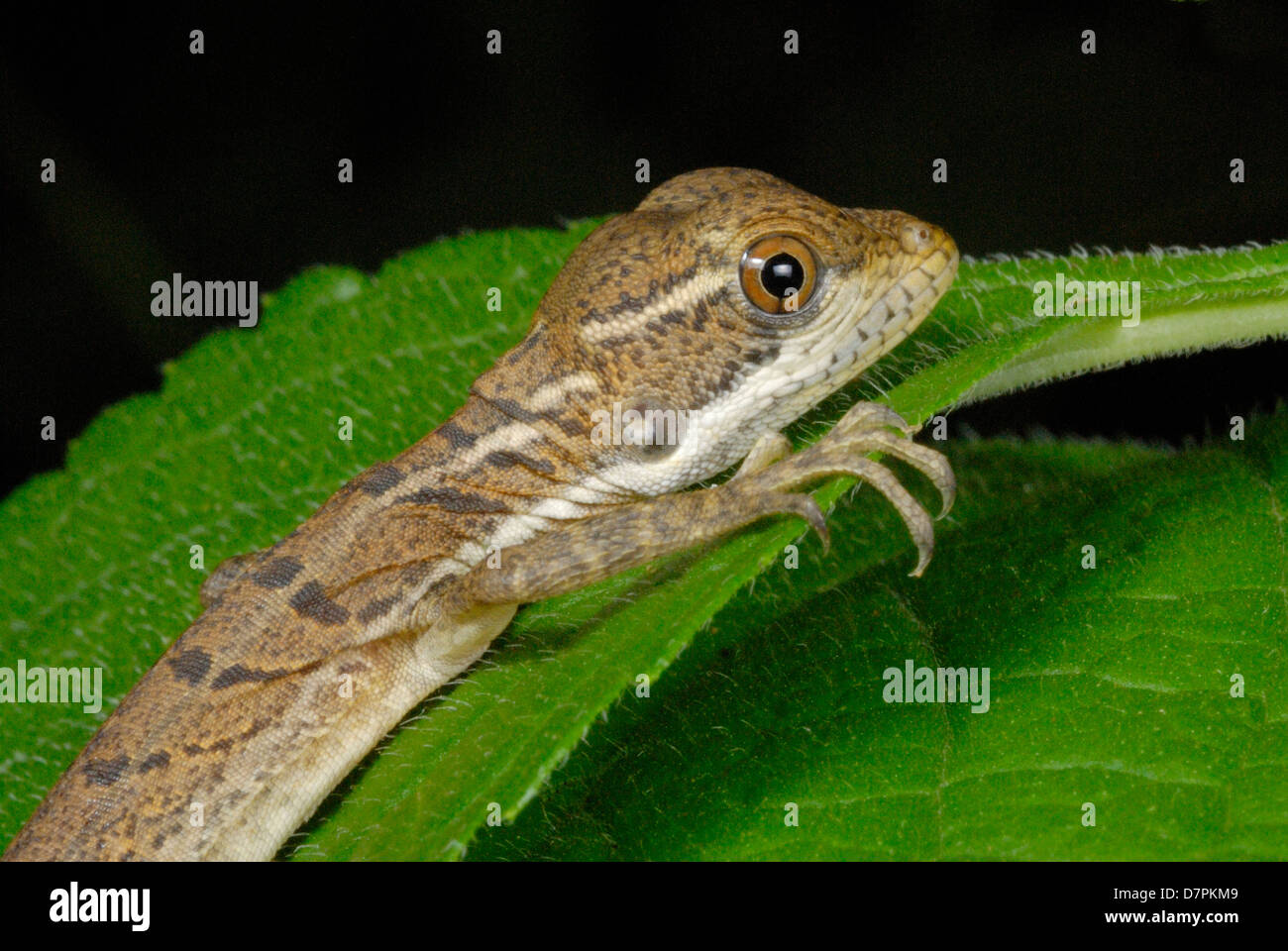 Joven lagarto Basilisk (basiliscos basiliscus) en el bosque lluvioso de Costa Rica Foto de stock