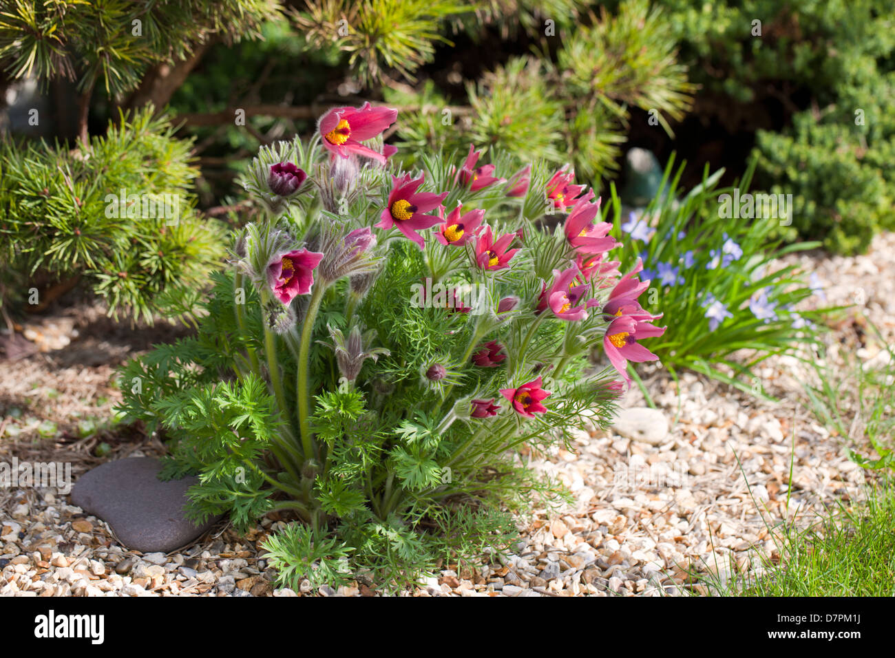 Primer plano de Pulsatilla Vulgaris - Pasque Flor plantada en una roca, Reino Unido Foto de stock
