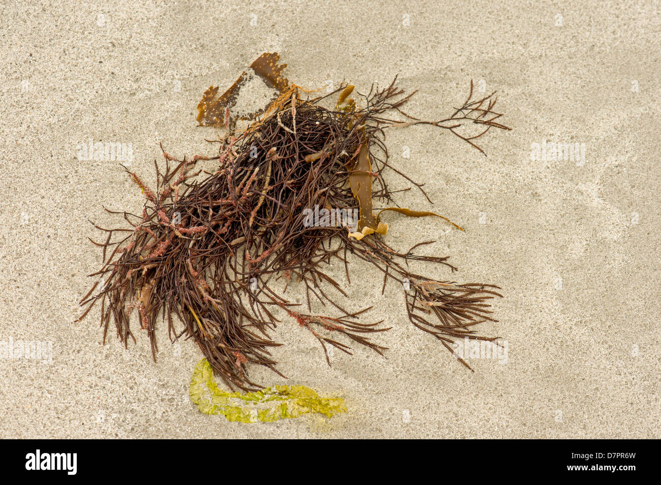 Mezcla de algas en un North Uist Playa. Foto de stock