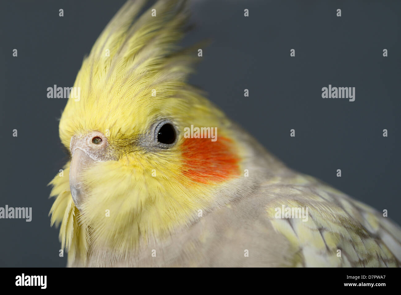 Cerca de Pearl Cockatiel hembra cara con fosa nasal en pico Foto de stock