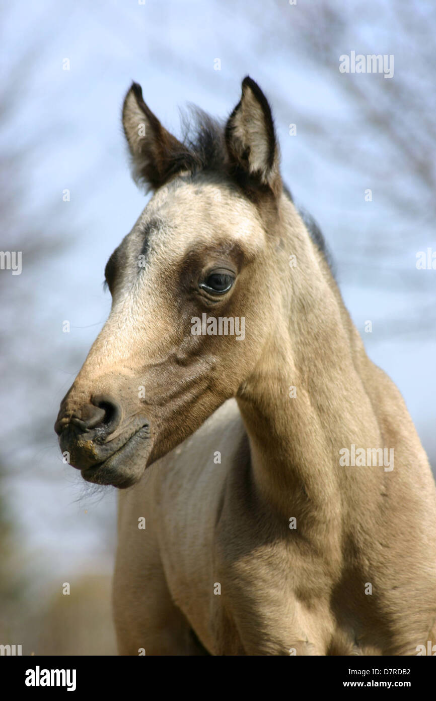 Potro de Paso Fino Foto de stock