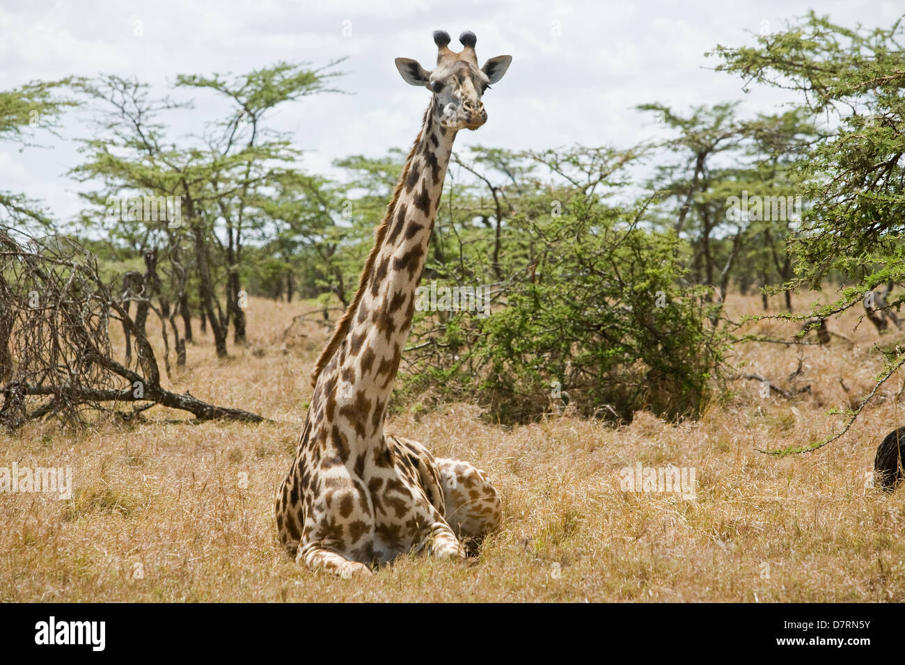 Jirafas Masai Foto de stock