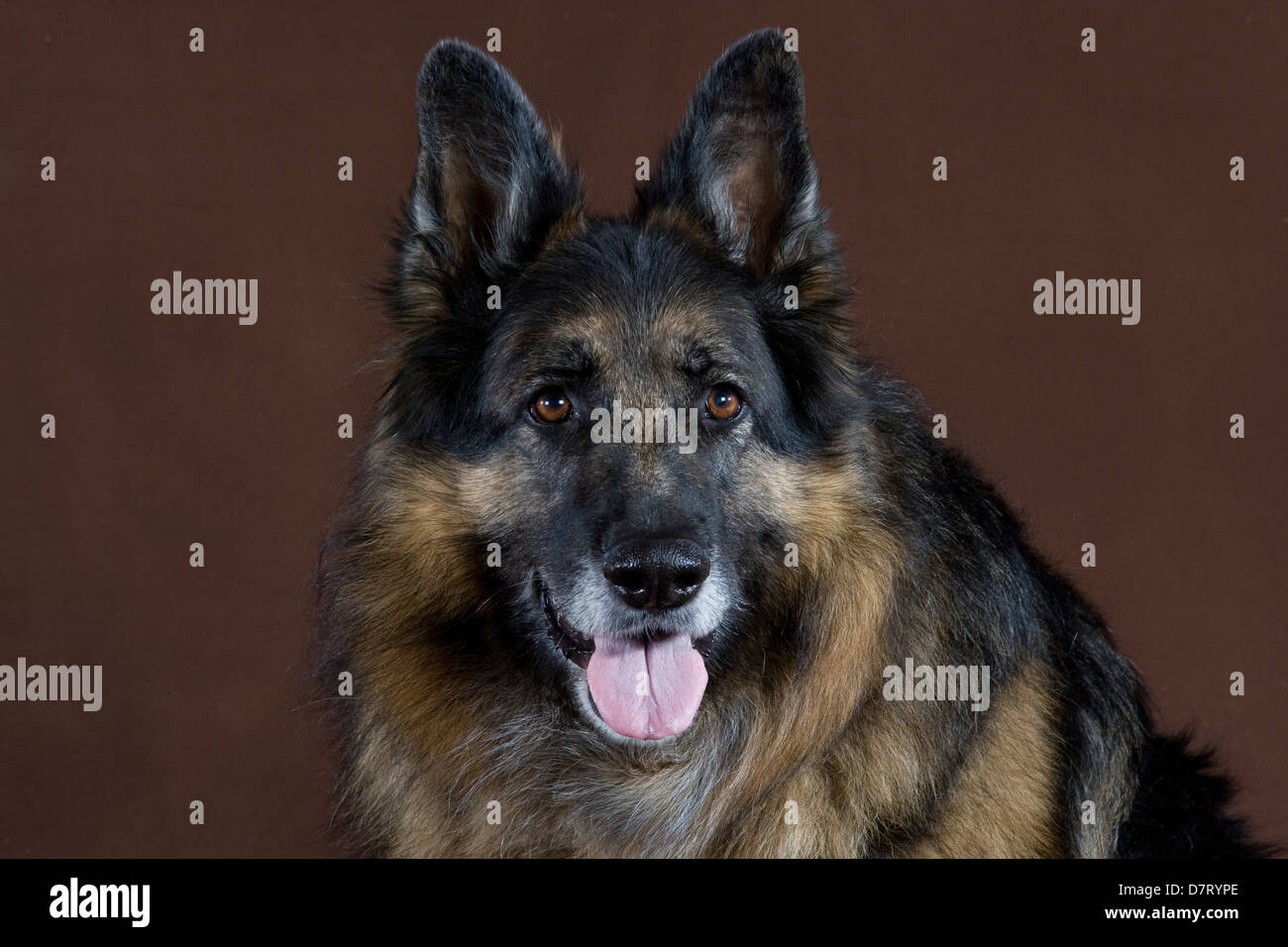 Perro pastor alemán perro de rescate fotografías e imágenes de alta  resolución - Página 4 - Alamy