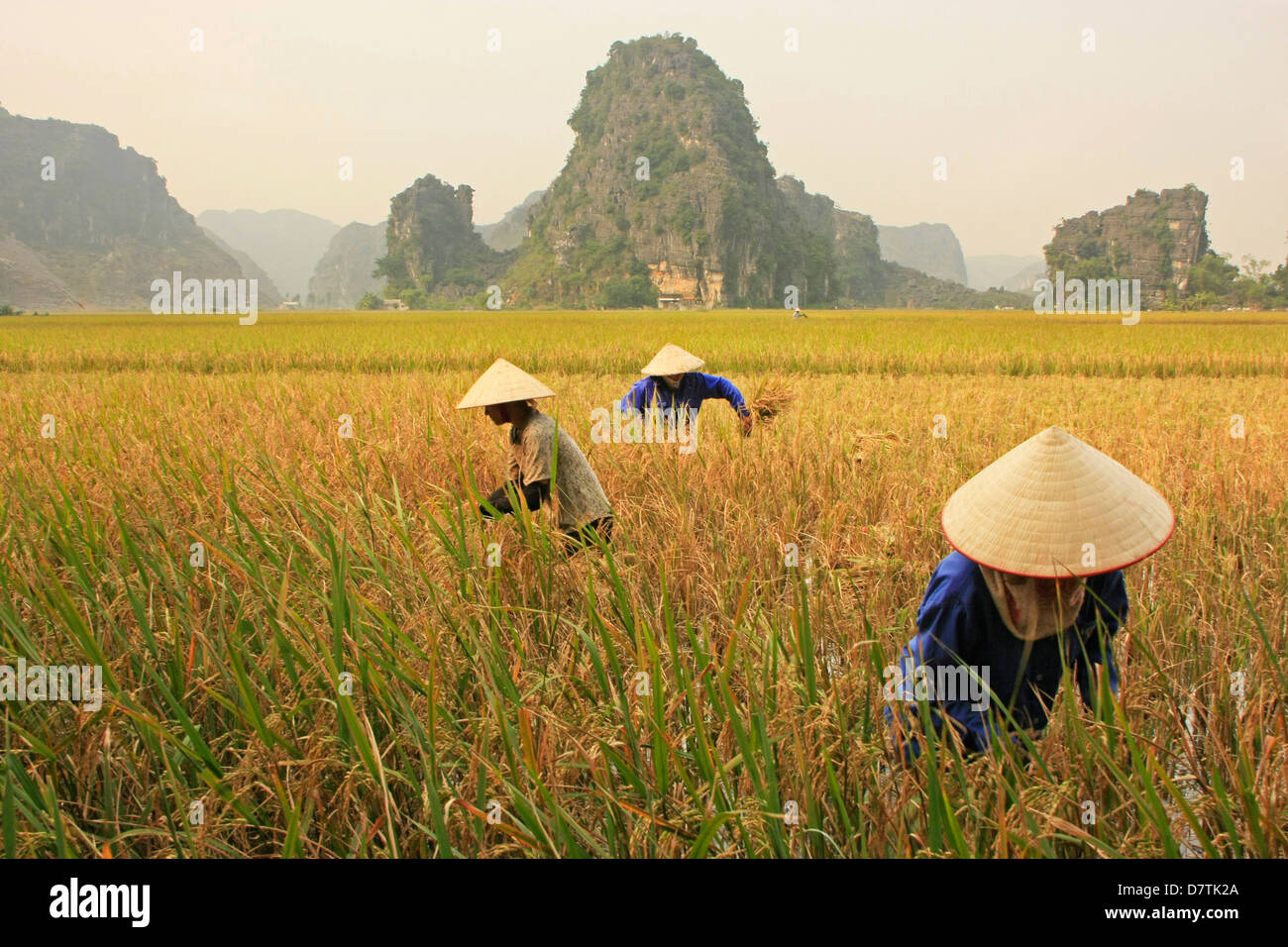 Los agricultores cosechar arroz, Tam Coc, provincia de Ninh Binh, Vietnam Foto de stock