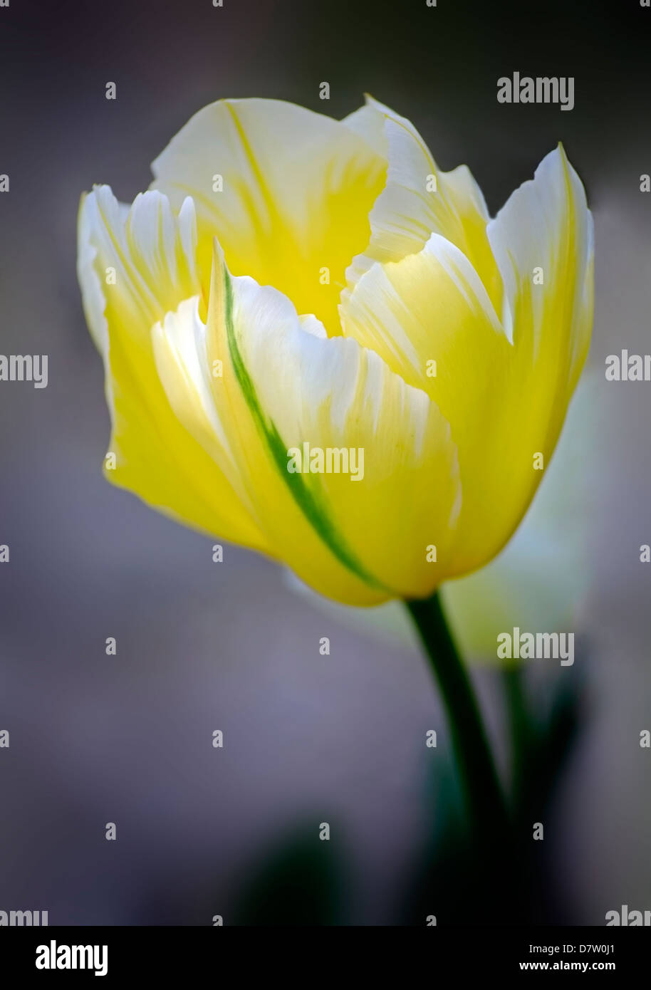 Tulipán amarillo con acentos en color crema y blanco, Irlanda Foto de stock