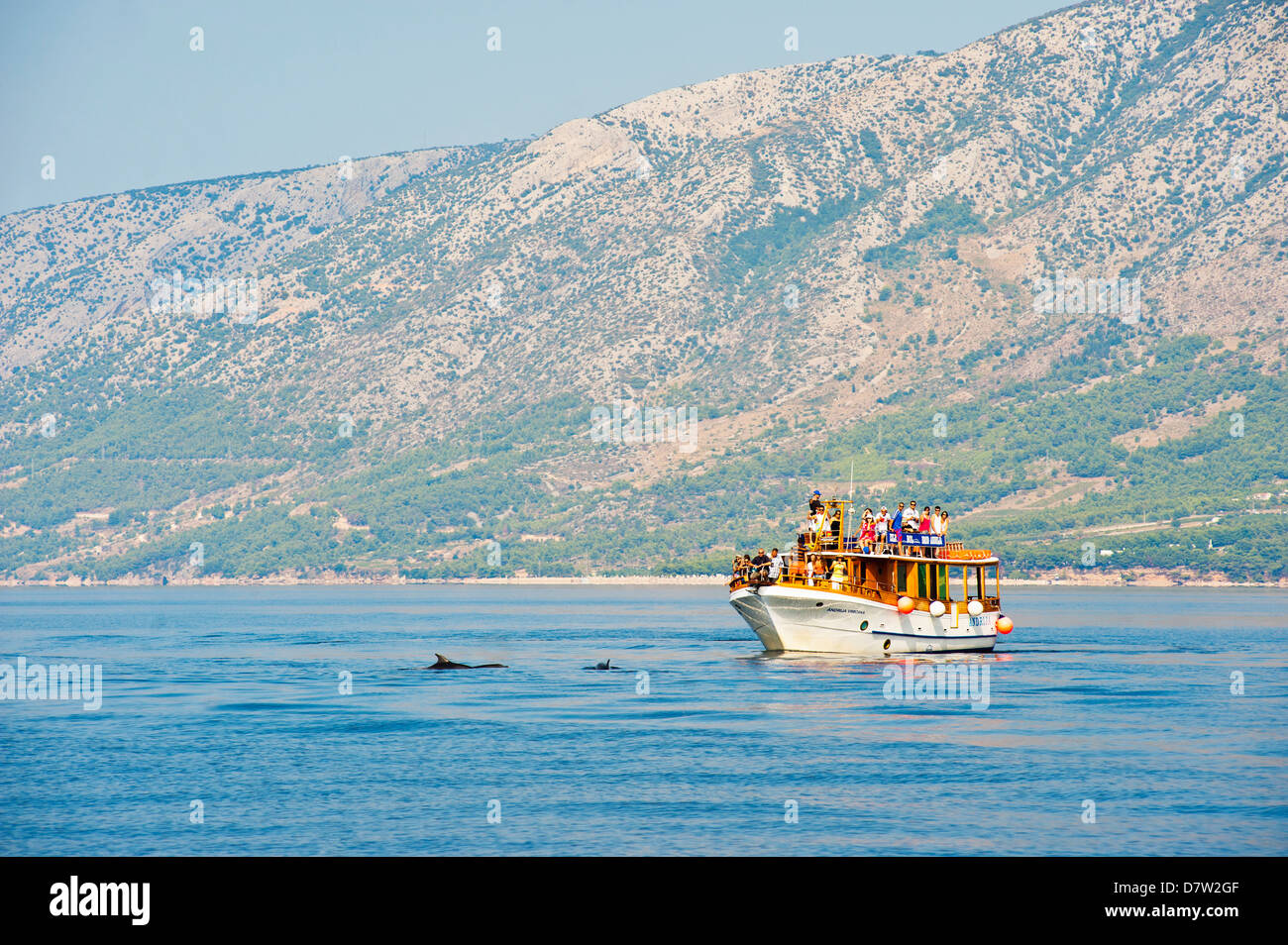Viaje en barco para ver delfines fuera de la isla de Brac, la costa Dálmata, Adriático, Croacia Foto de stock
