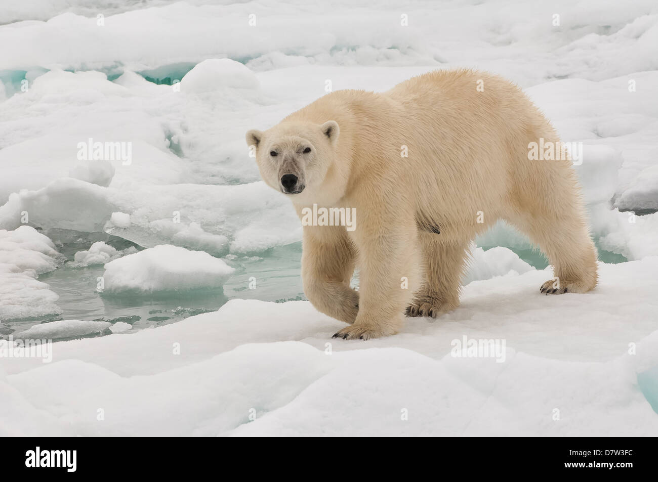 Hembra de oso polar (Ursus maritimus), el archipiélago de Svalbard, el Mar de Barents, Noruega, Escandinavia Foto de stock