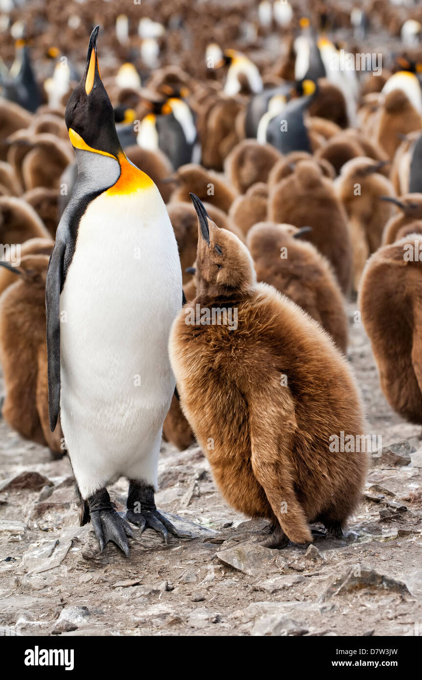 Alimentando un polluelo de pingüino rey (Aptenodytes patagonicus), Saint Andrews Bay, Isla Georgia del Sur Foto de stock