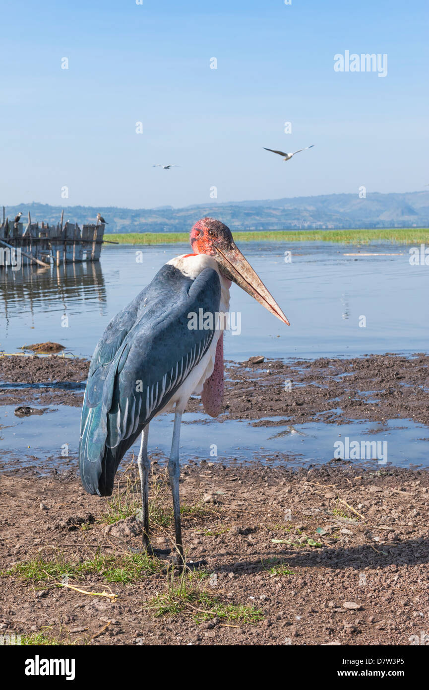 Marabou stork (Leptoptilos crumeniferus), Awasa Harbor, Etiopía Foto de stock
