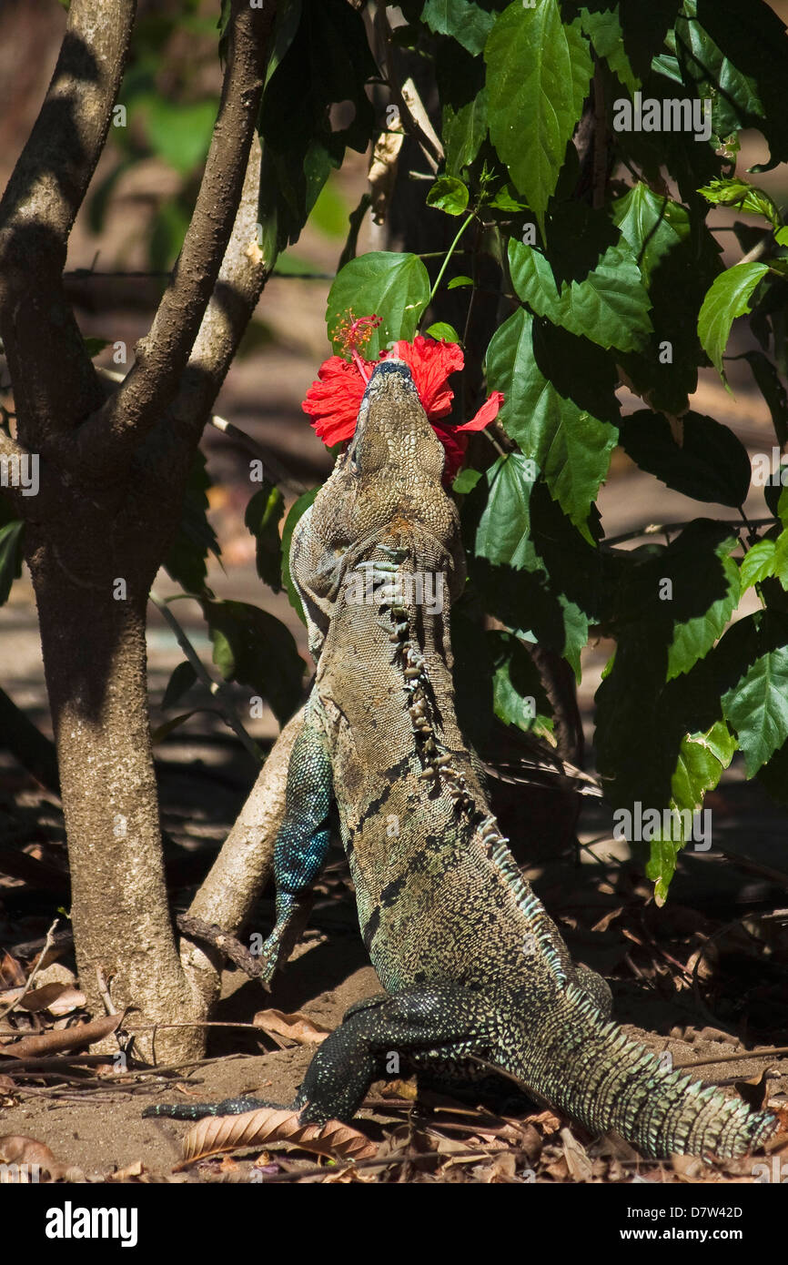 Grande Negro Ctenosaur o Iguana Negra comiendo flor hibiscus rojo cerca de Nosara, Península de Nicoya, en la provincia de Guanacaste, Costa Rica Foto de stock