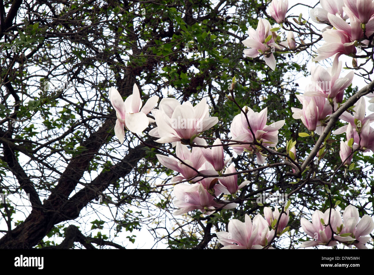 Parte de un árbol de magnolia en flor magnolia platillo, con flores rosas  en plena floración a la derecha Fotografía de stock - Alamy
