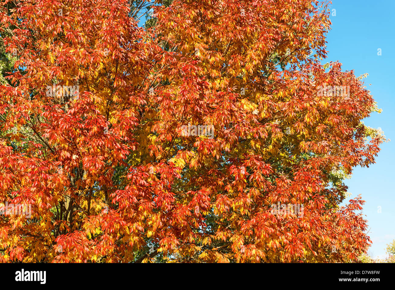 Colores vibrantes de hojas en el árbol en el otoño Foto de stock