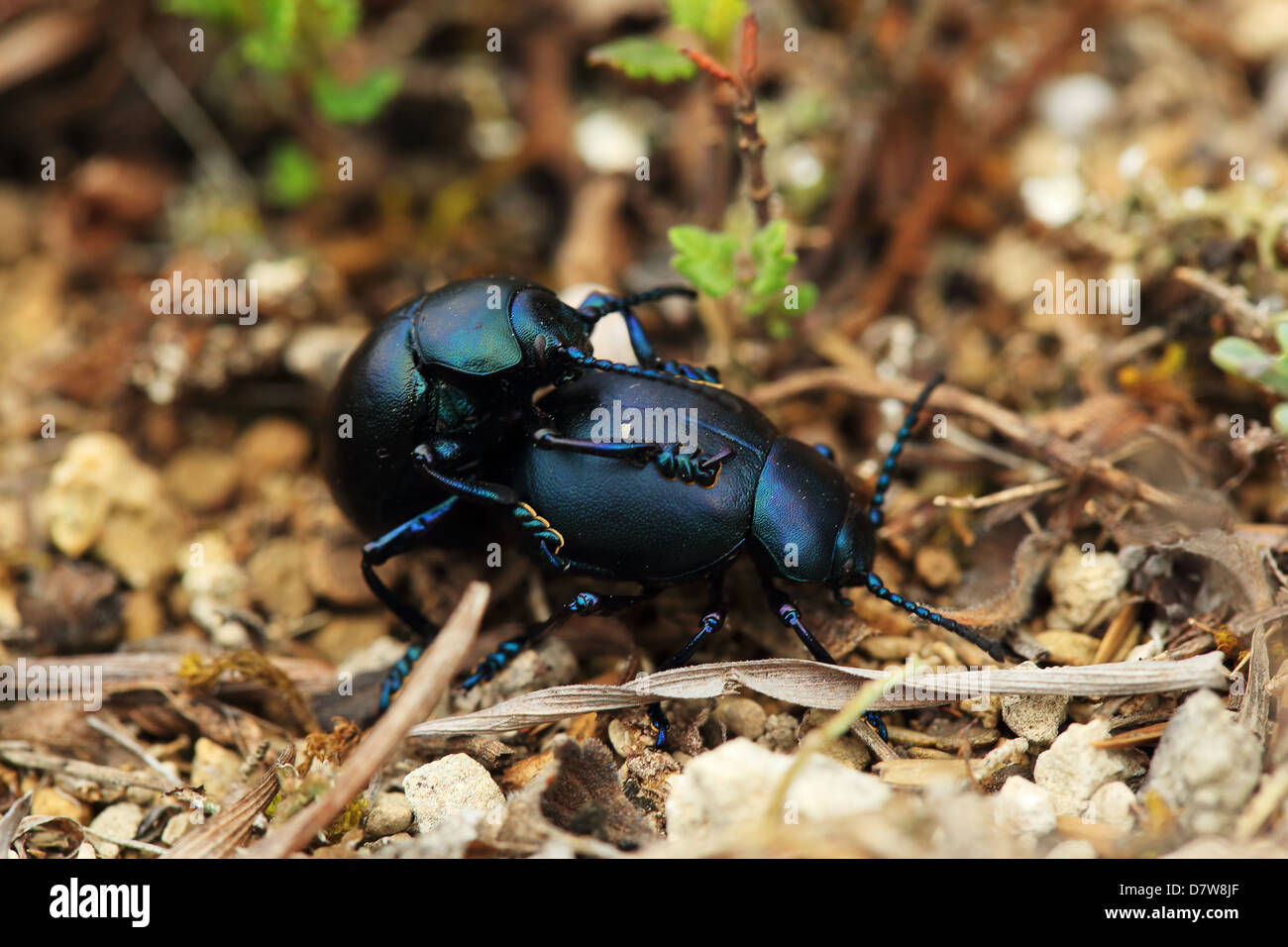 Dor-escarabajos. Los escarabajos de apareamiento. Geotrupidae (Geotrupes stercorarius) Foto de stock