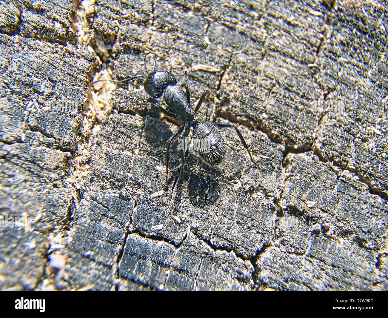 Gran hormiga negra arrastrándose sobre el árbol. Foto de stock