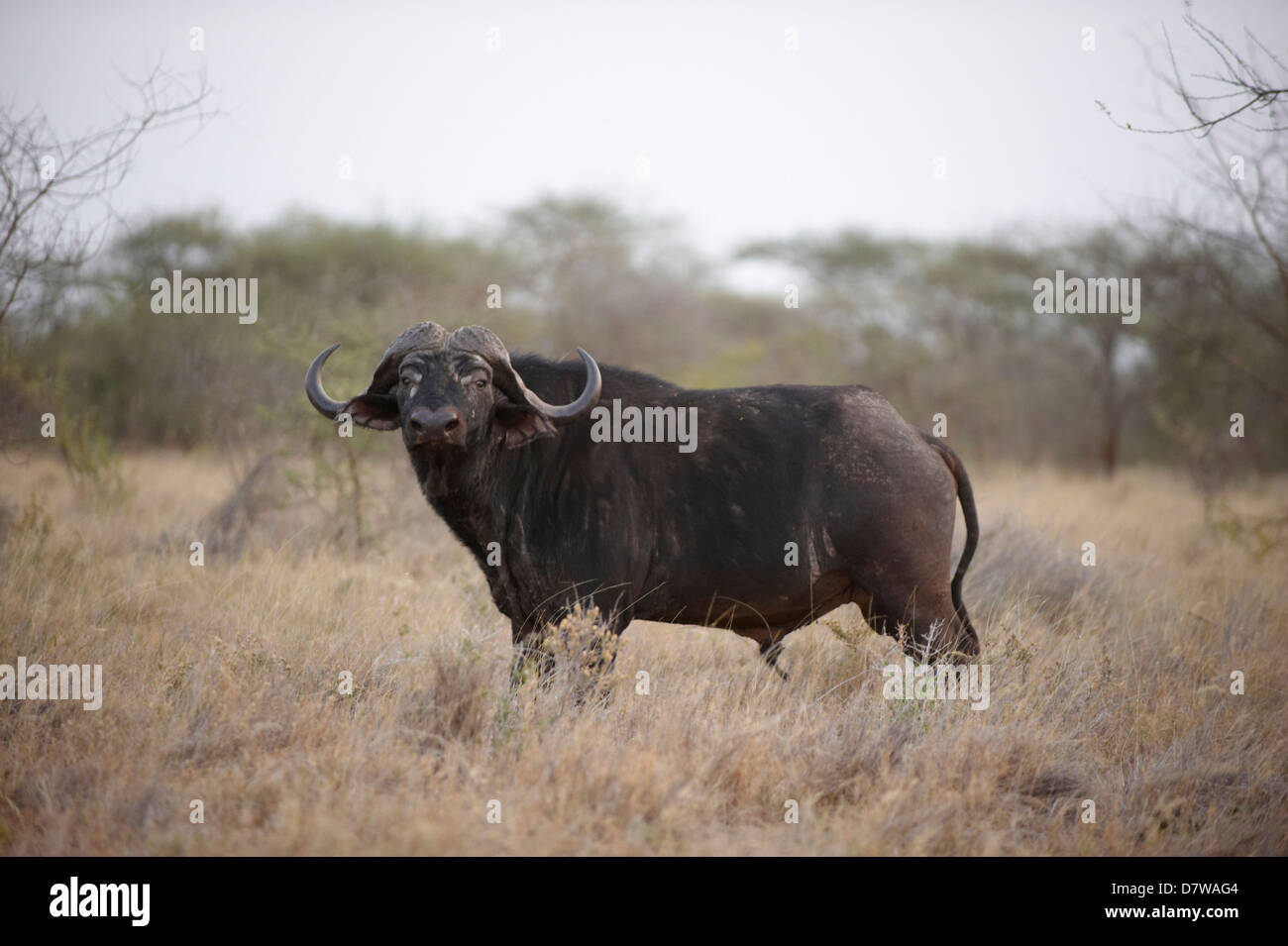 El búfalo africano (Syncerus caffer), Parque Nacional de Meru, Kenya Foto de stock