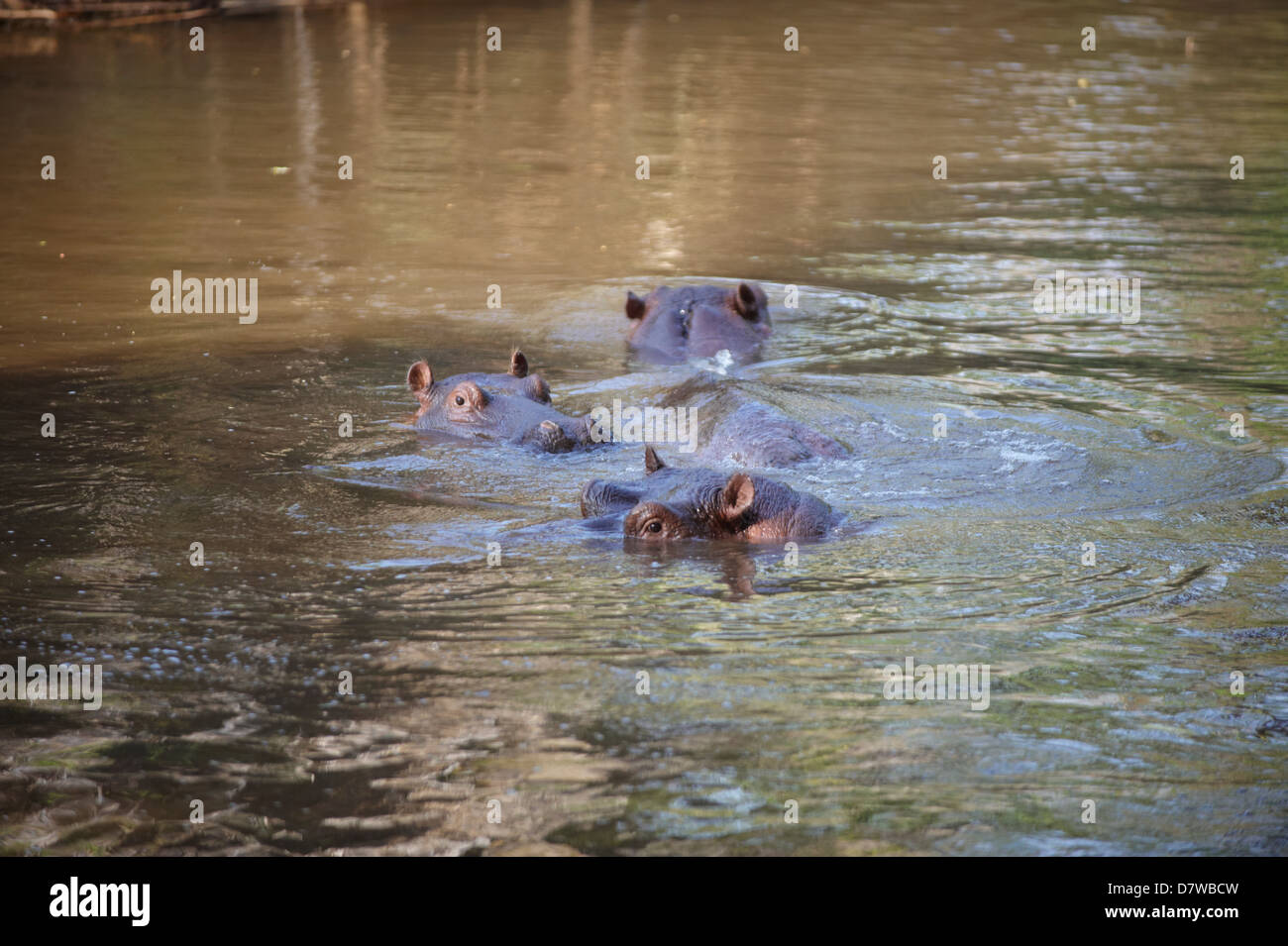 Tres hipopótamos (Hippopotamus amphibius) en el lago, el Parque Nacional de Meru, Kenya Foto de stock