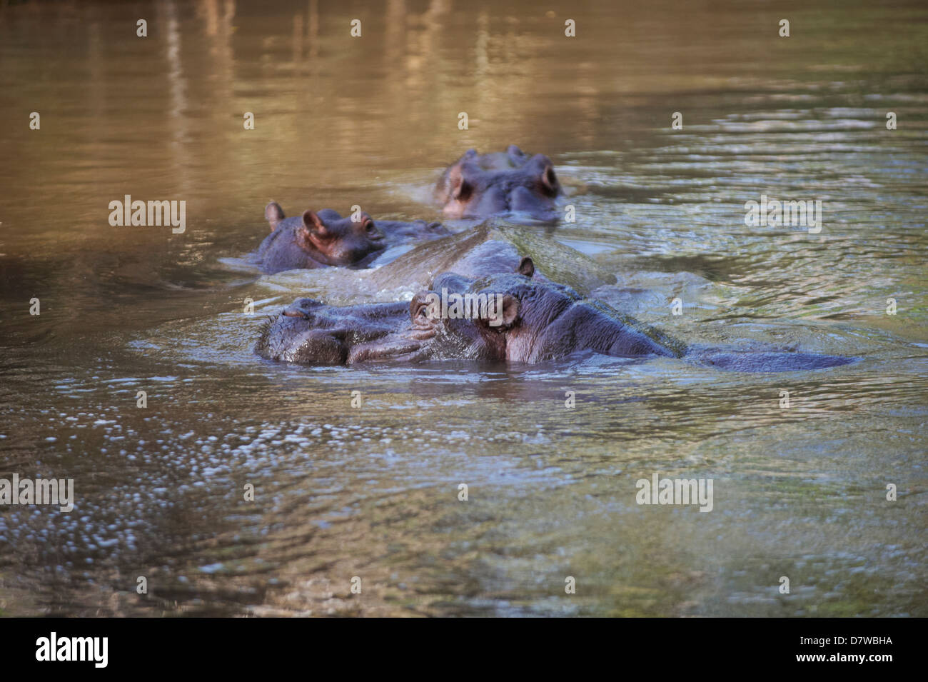 Tres hipopótamos (Hippopotamus amphibius) en el lago, el Parque Nacional de Meru, Kenya Foto de stock