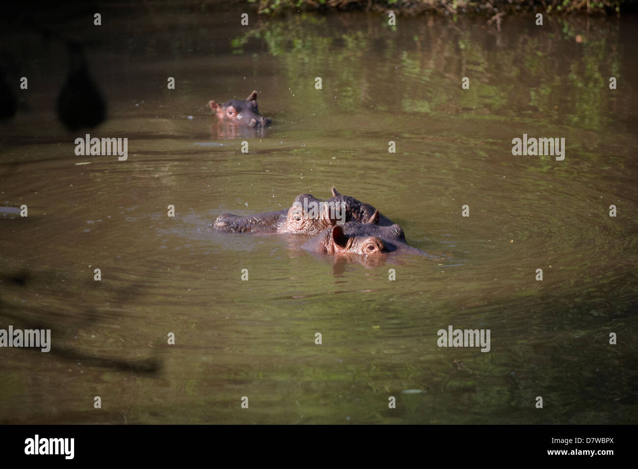 Tres hipopótamos (Hippopotamus amphibius) en el lago, el Parque Nacional de Meru, Kenya Foto de stock