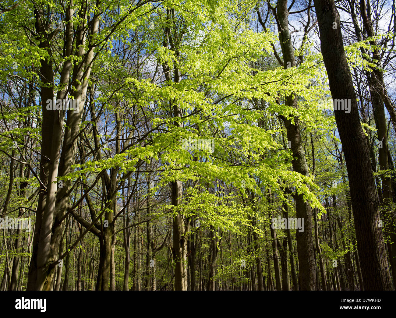 Hayedos en inglés un bosque en primavera Fotografía de stock Alamy