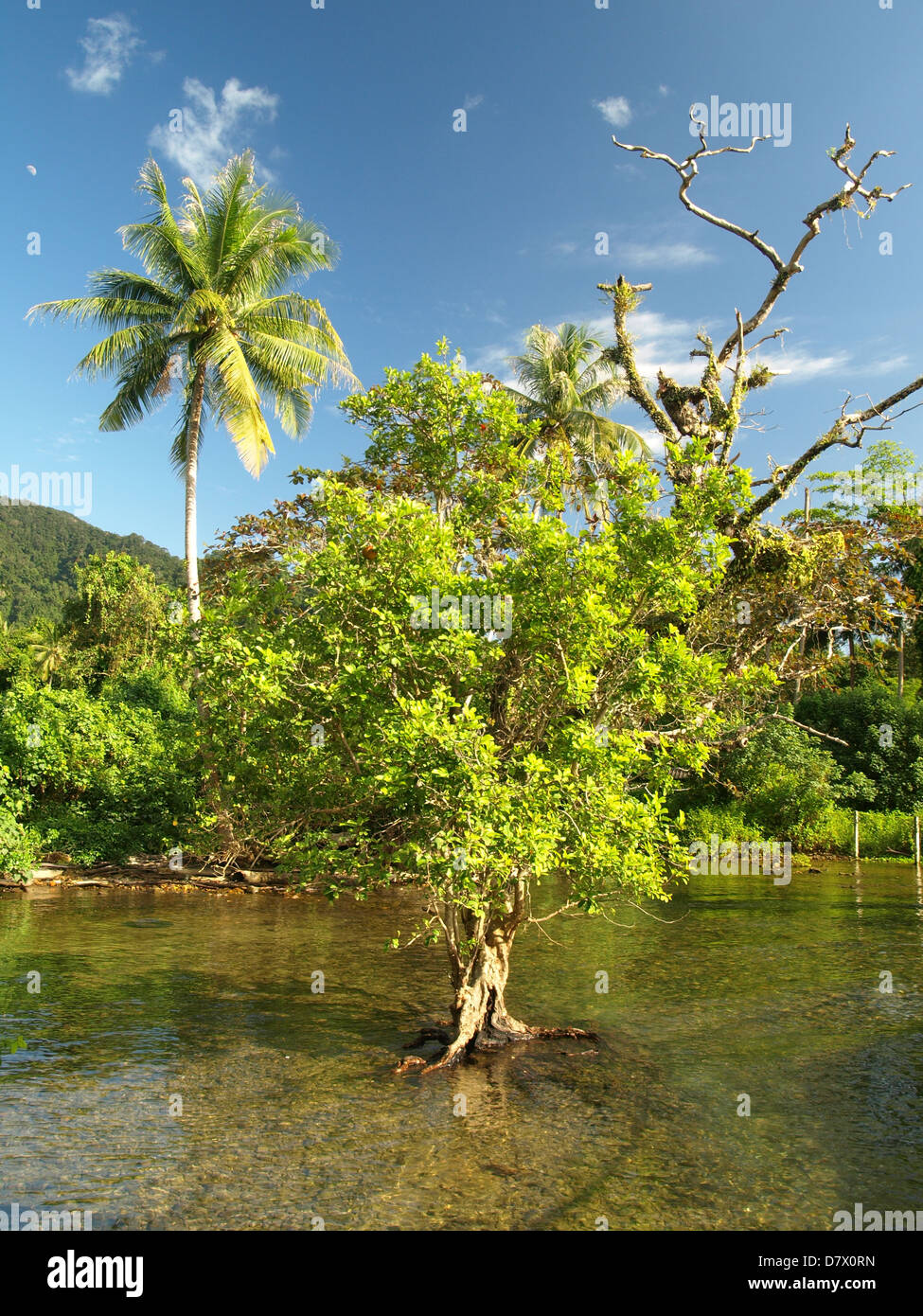 Árbol de mangle ecosistema de la exótica isla de asia Fotografía de stock -  Alamy