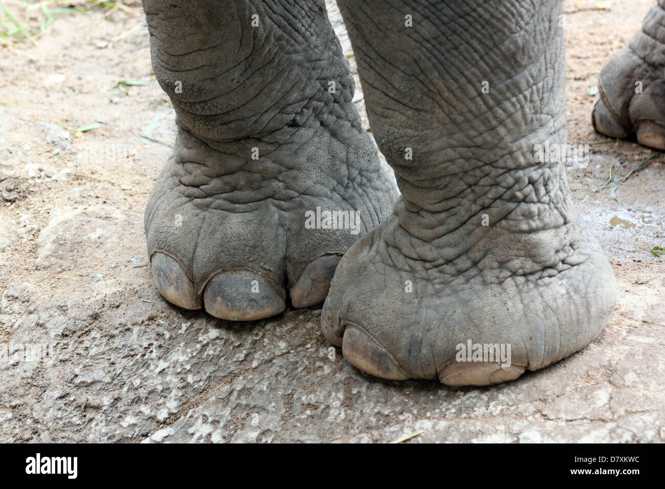Los elefantes asiáticos' pies sanos. Foto de stock