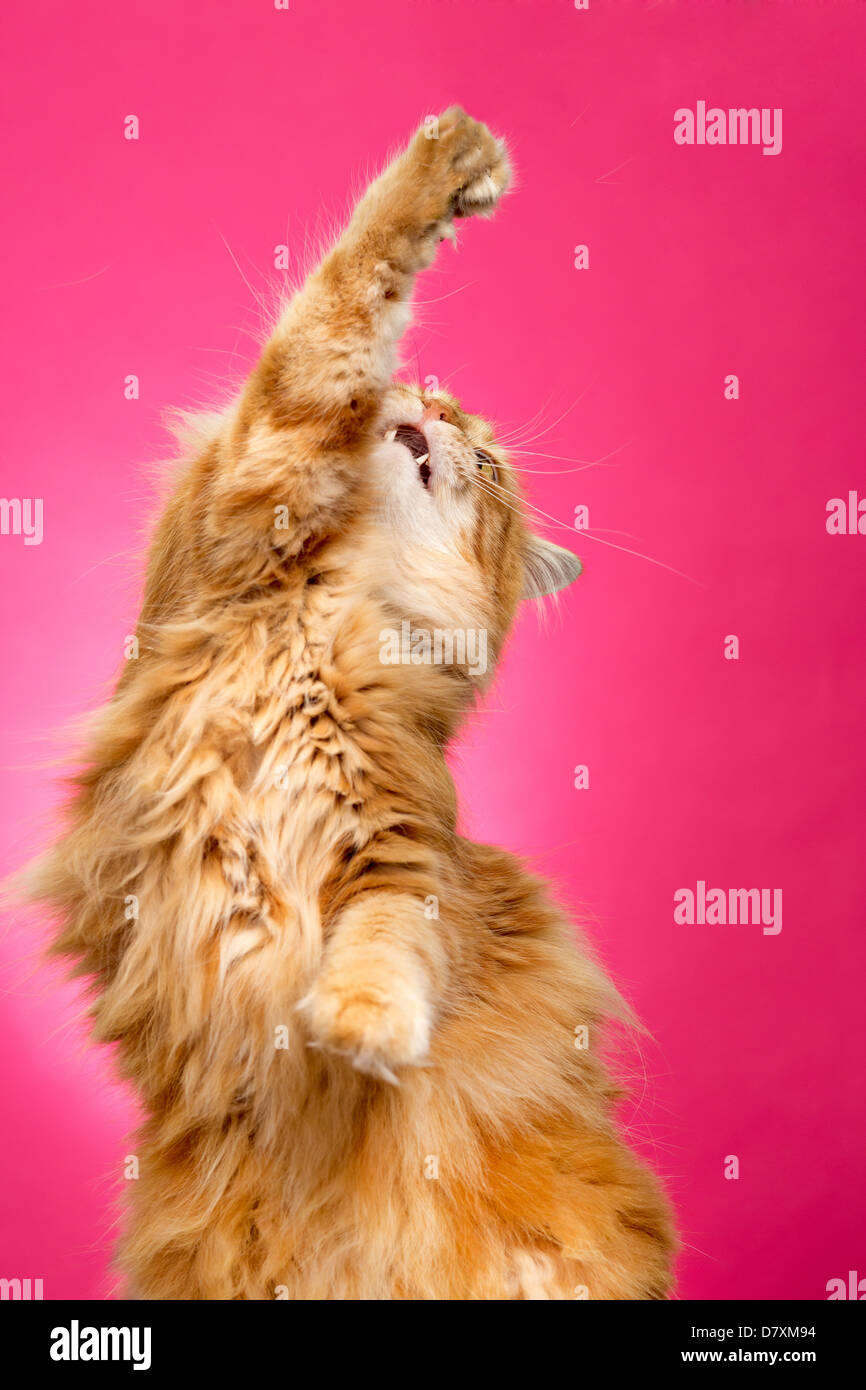 Fluffy orange cat haciendo el alto de cinco años contra el fondo de color rosa brillante Foto de stock