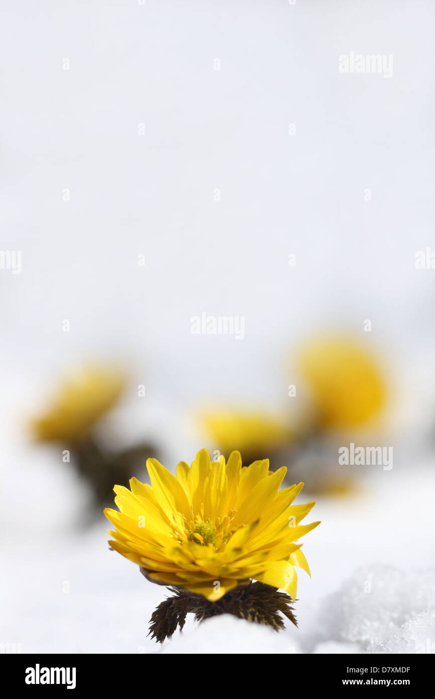 Amur Adonis Fotos E Imagenes De Stock Alamy