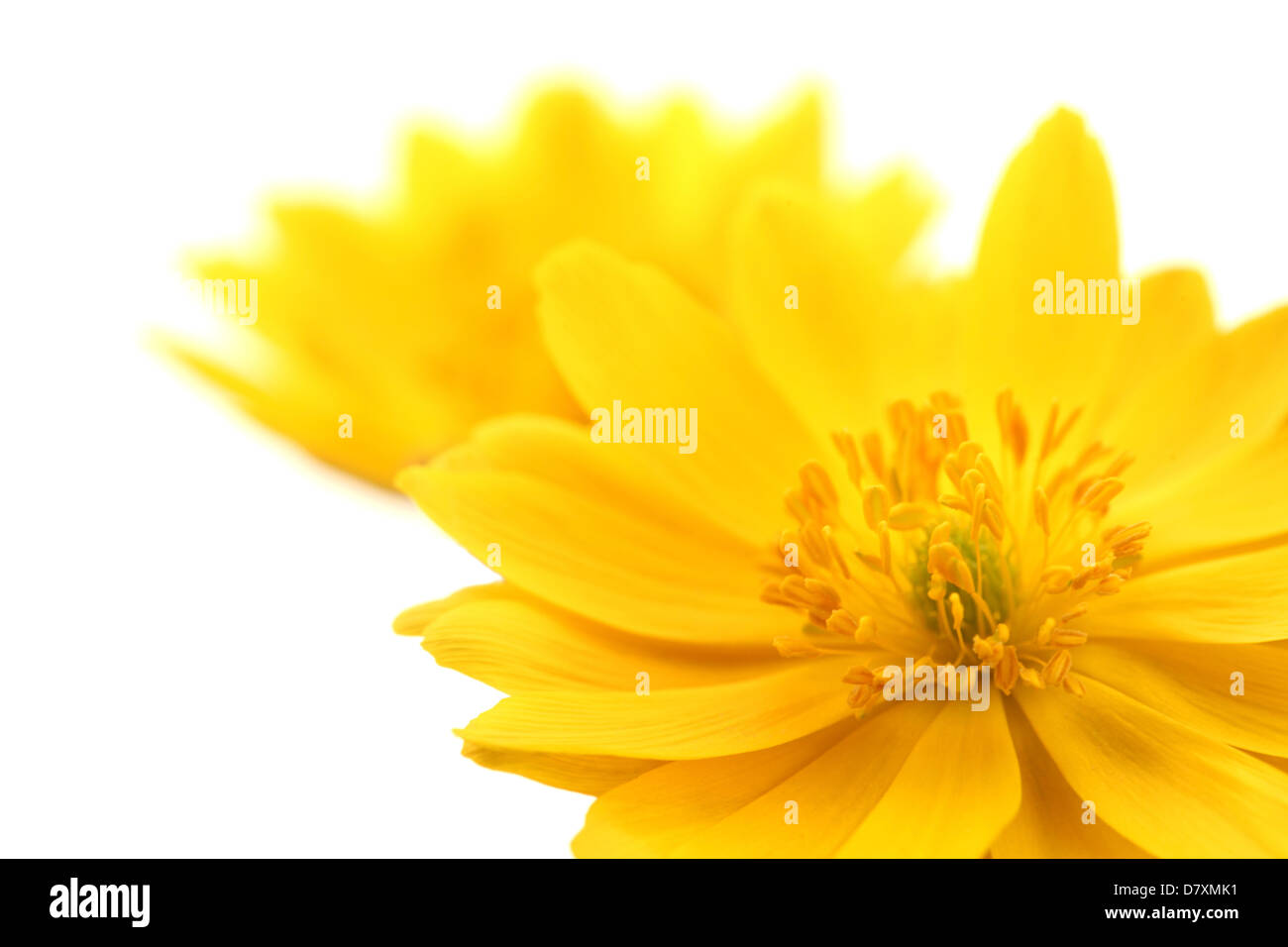 Amur Adonis Fotos E Imagenes De Stock Alamy