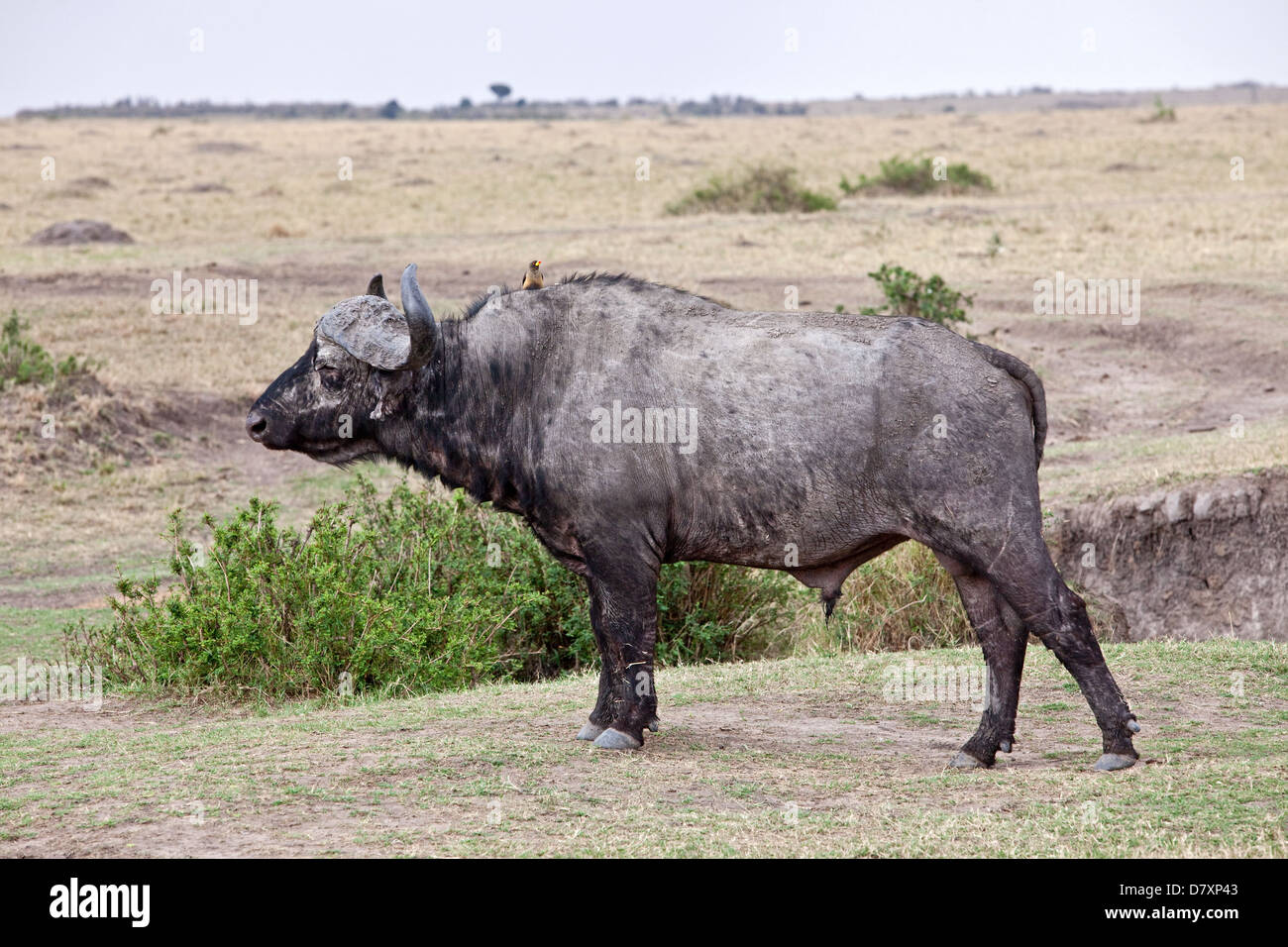 África búfalo del Cabo Foto de stock
