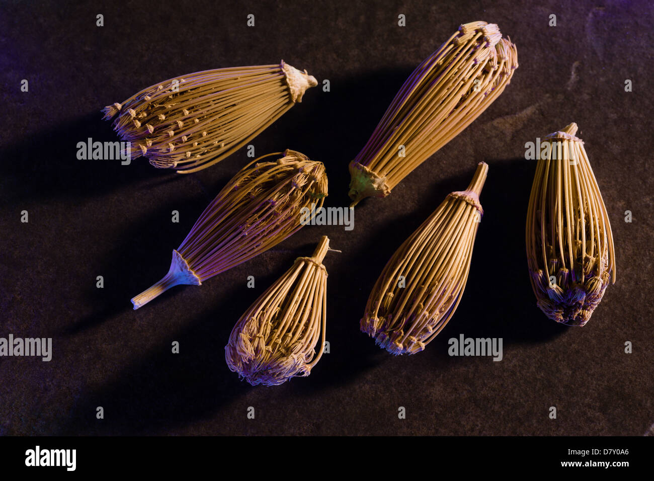 Toothpicks bereber - Las cabezas secas de hinojo, flores, utilizado en Marruecos para limpiar los dientes Foto de stock