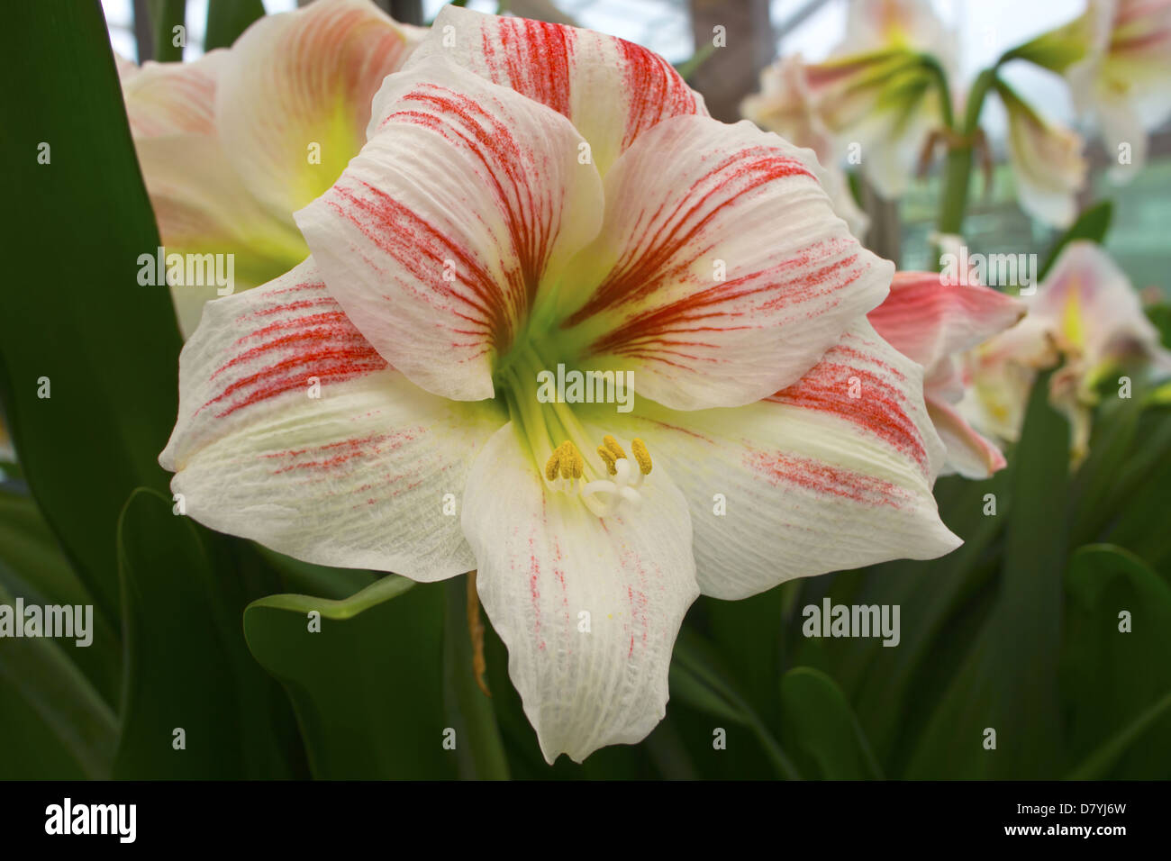 Cerca de grandes flores Amarilis blanco y rosa Fotografía de stock - Alamy
