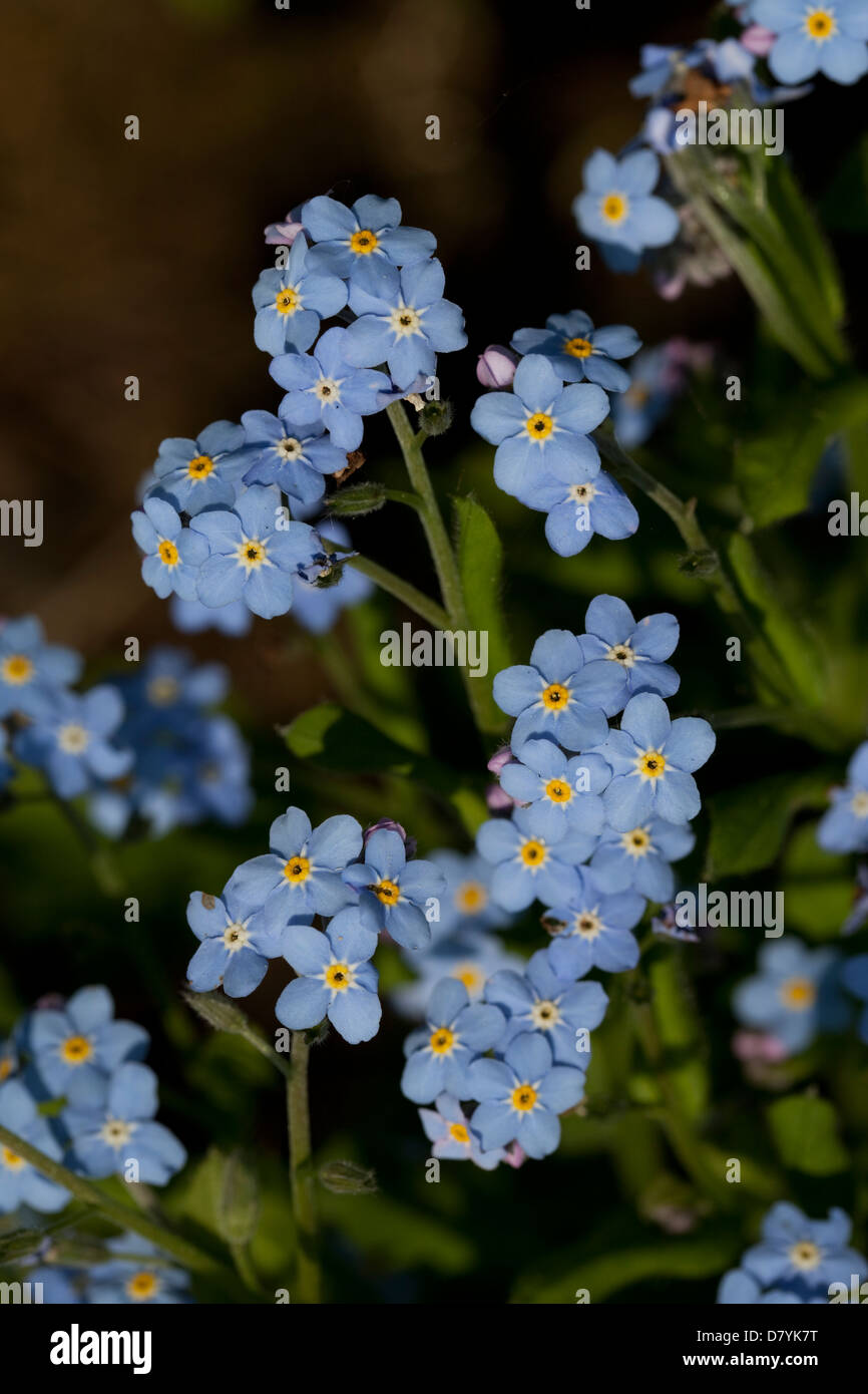 Flor nomeolvides fotografías e imágenes de alta resolución - Alamy