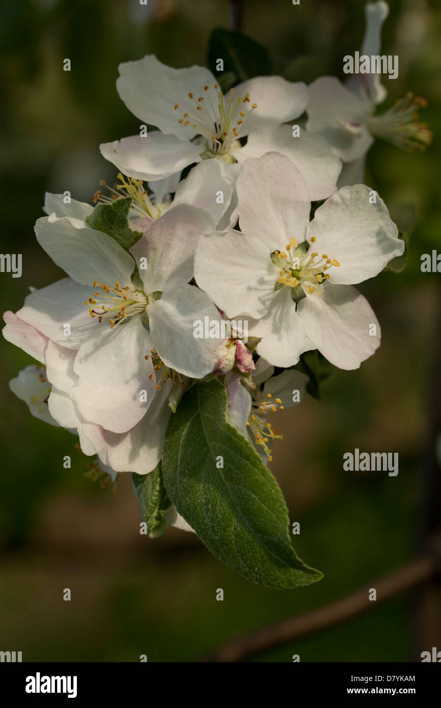Sucursal manzano con inflorescencias blancas como fondo Foto de stock