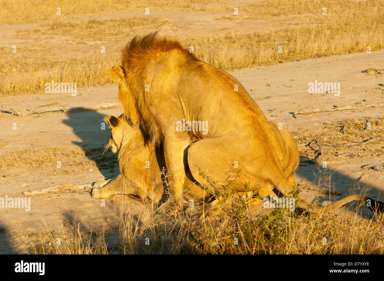 Apareamiento de leones en Sabi Sands, Mpumalanga, Sudáfrica Foto de stock