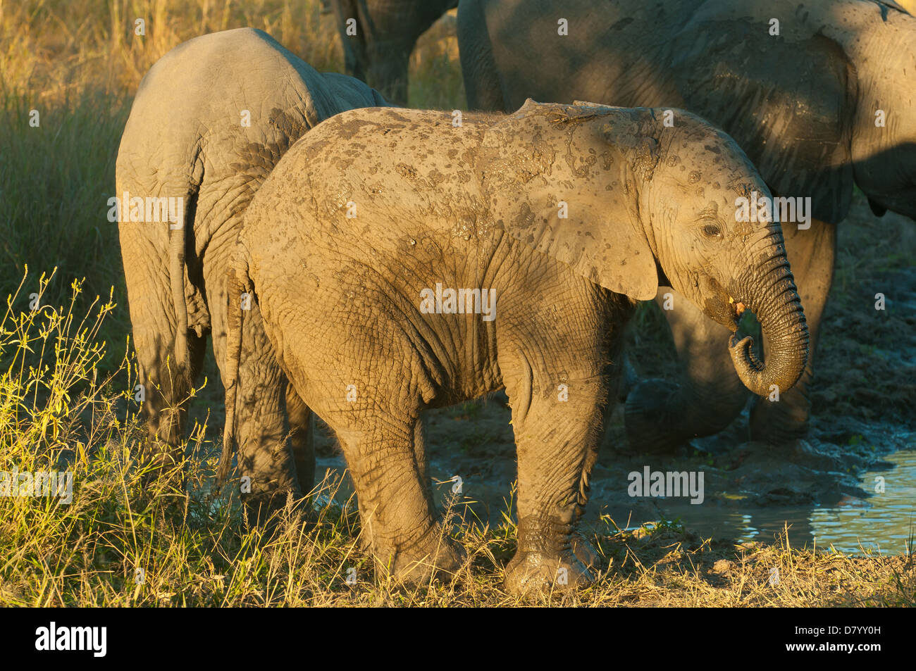 Elefante joven en Sabi Sands, Mpumalanga, Sudáfrica Foto de stock