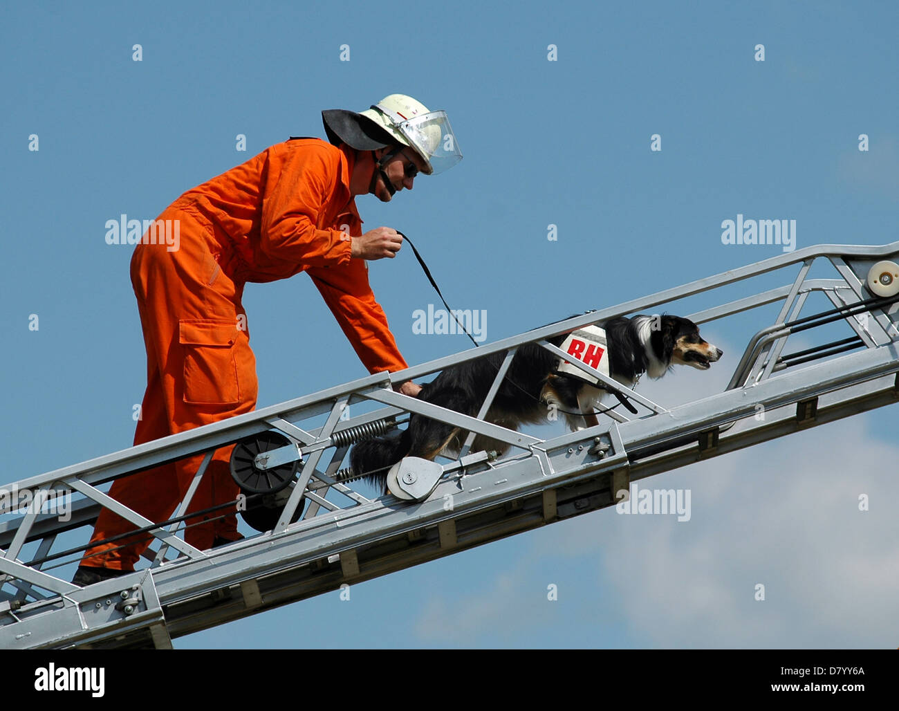 Perro de rescate en fireladder Foto de stock