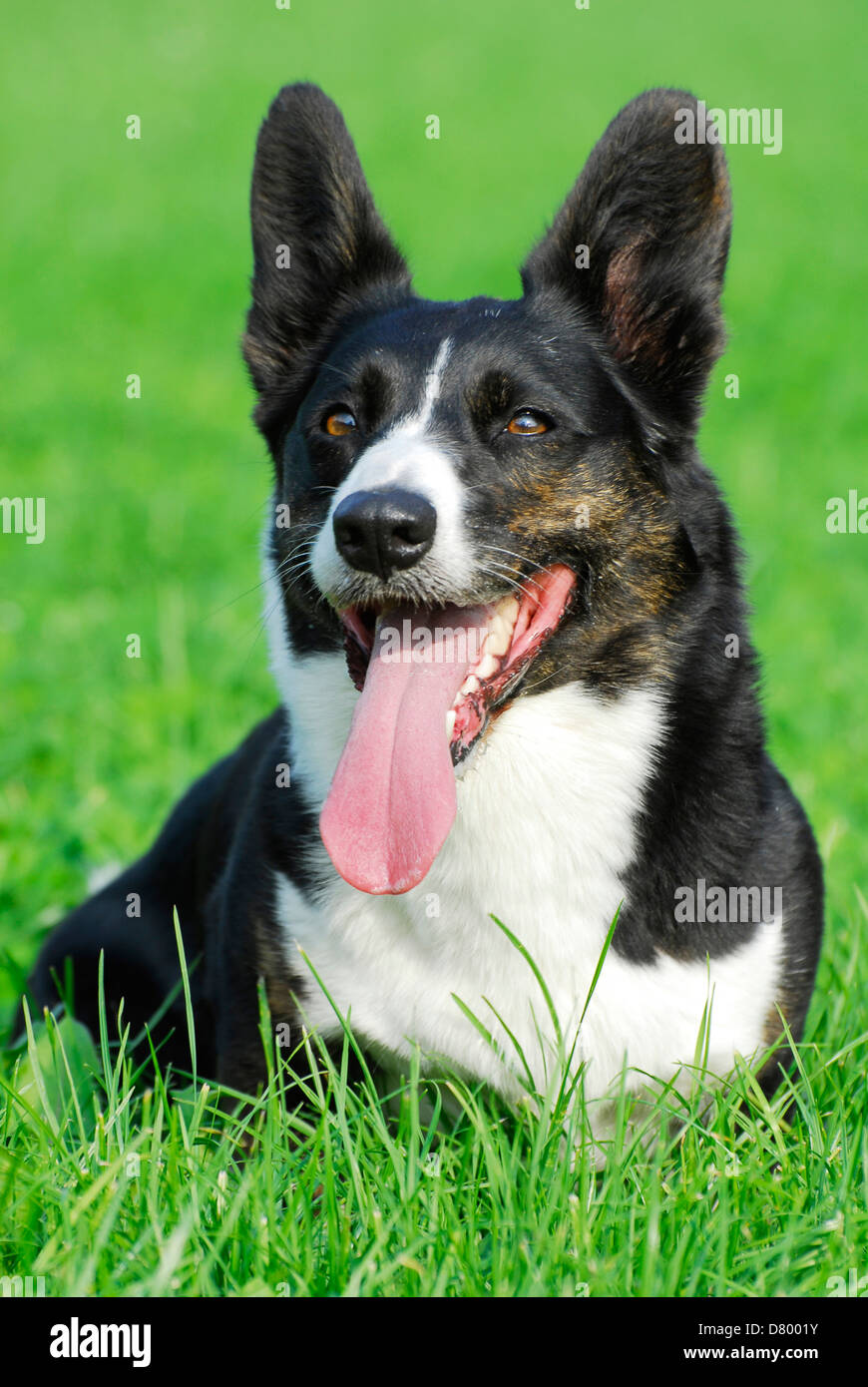 Welsh Corgi Cardigan Foto de stock