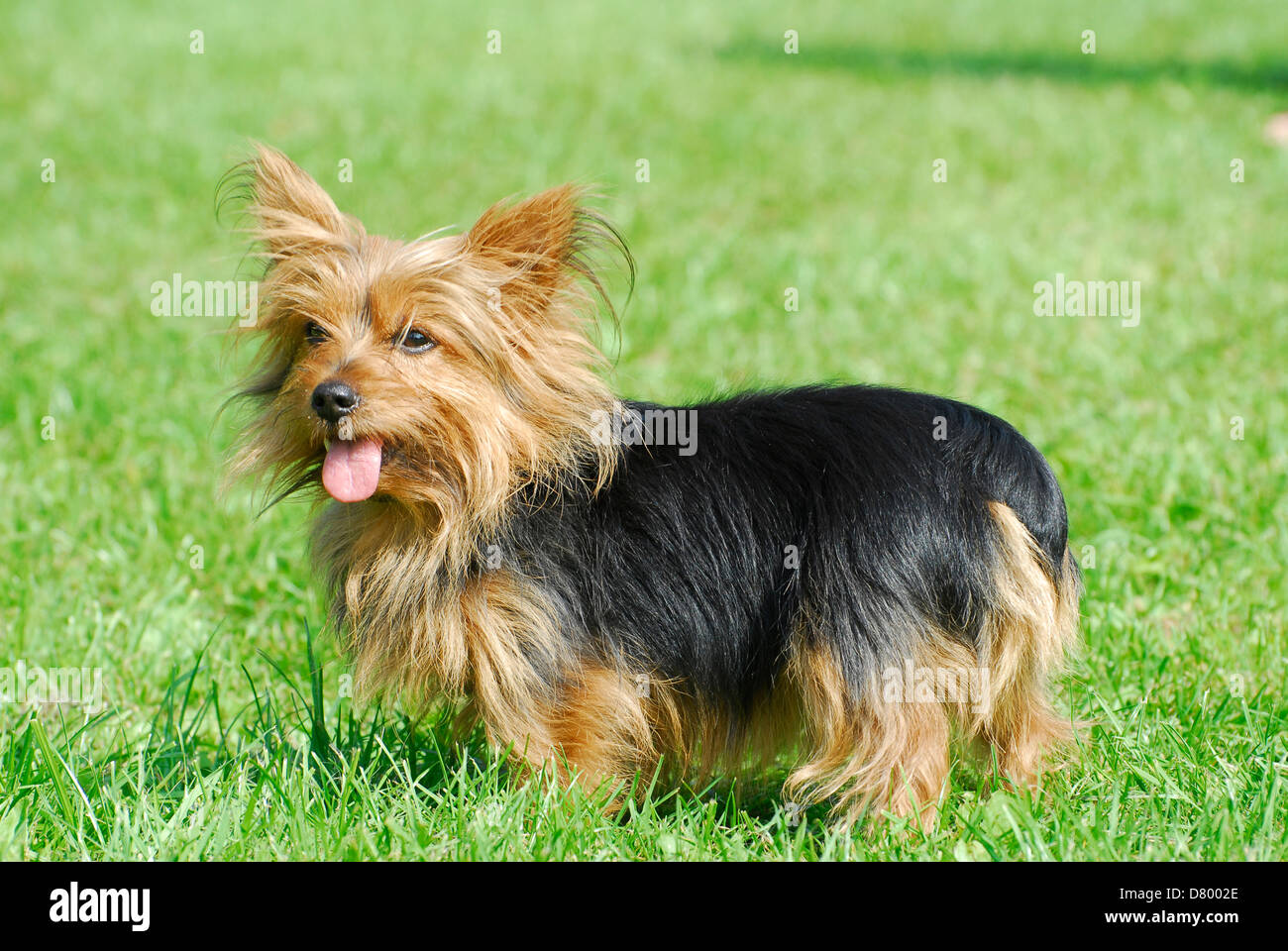 son terrier sedoso australiano ruidoso