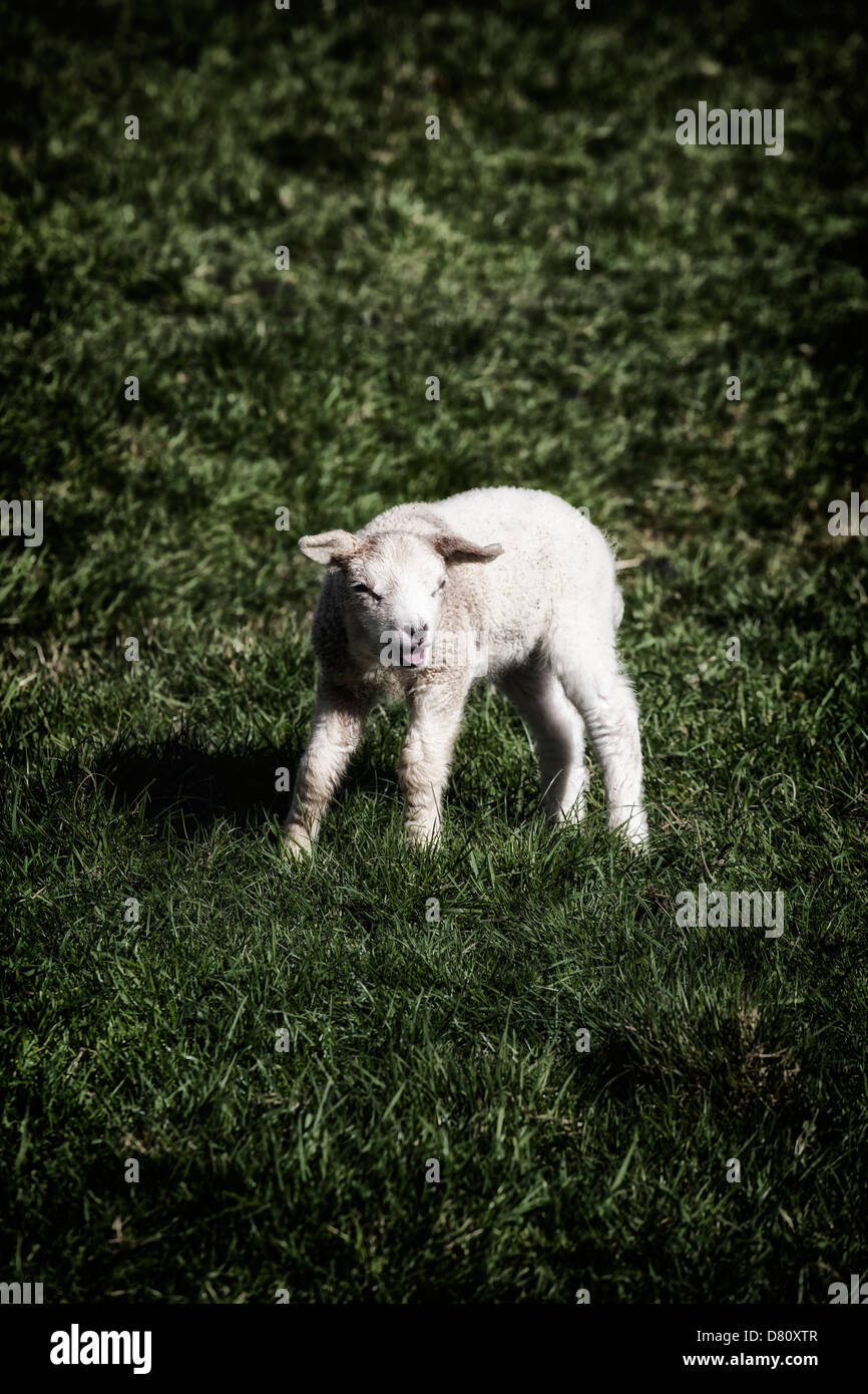 Un joven cordero en un prado Foto de stock