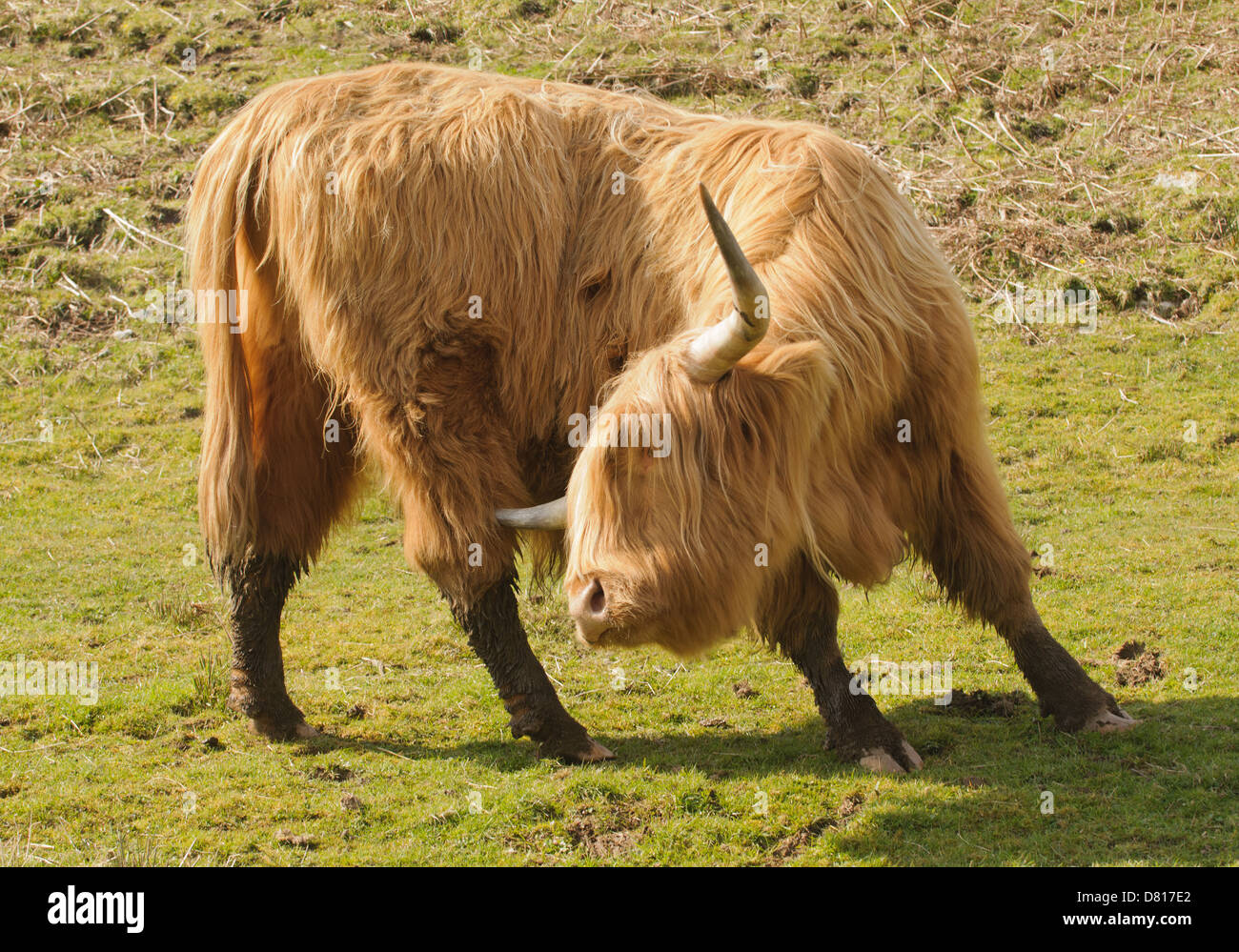 Highland ganado, Escocia Foto de stock