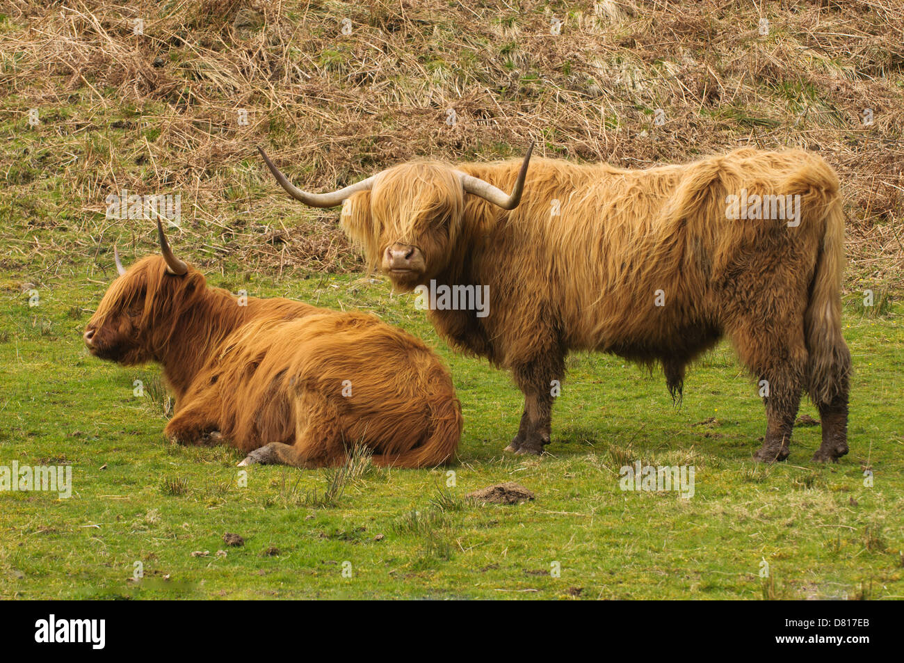 Highland ganado, Escocia Foto de stock