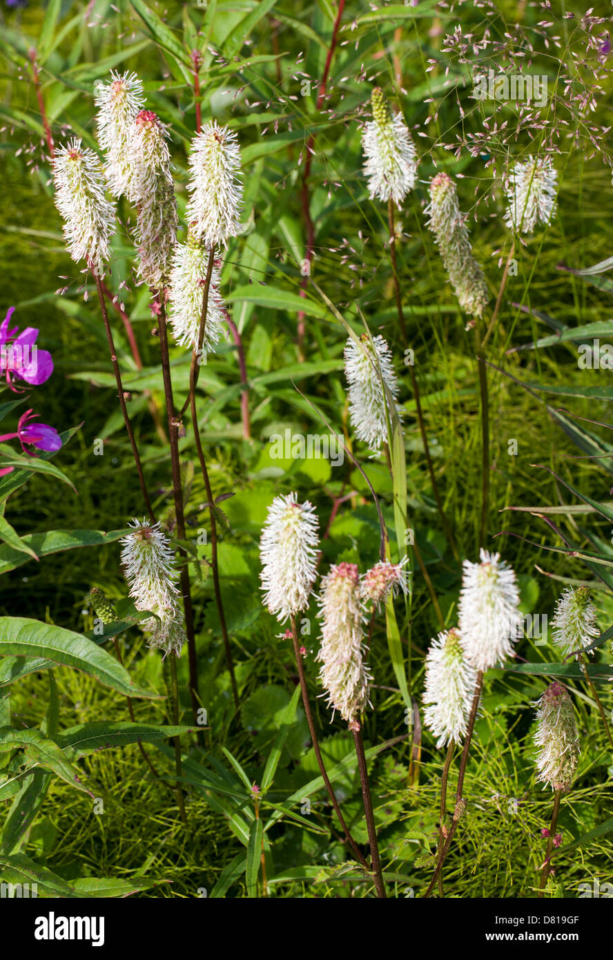 Sitka Burnett wildflower (Sanguisorba stipulata) El Parque Nacional Denali, Alaska, EE.UU. Foto de stock