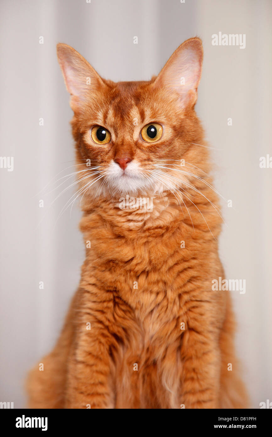 Gato somalí retrato Fotografía de stock - Alamy