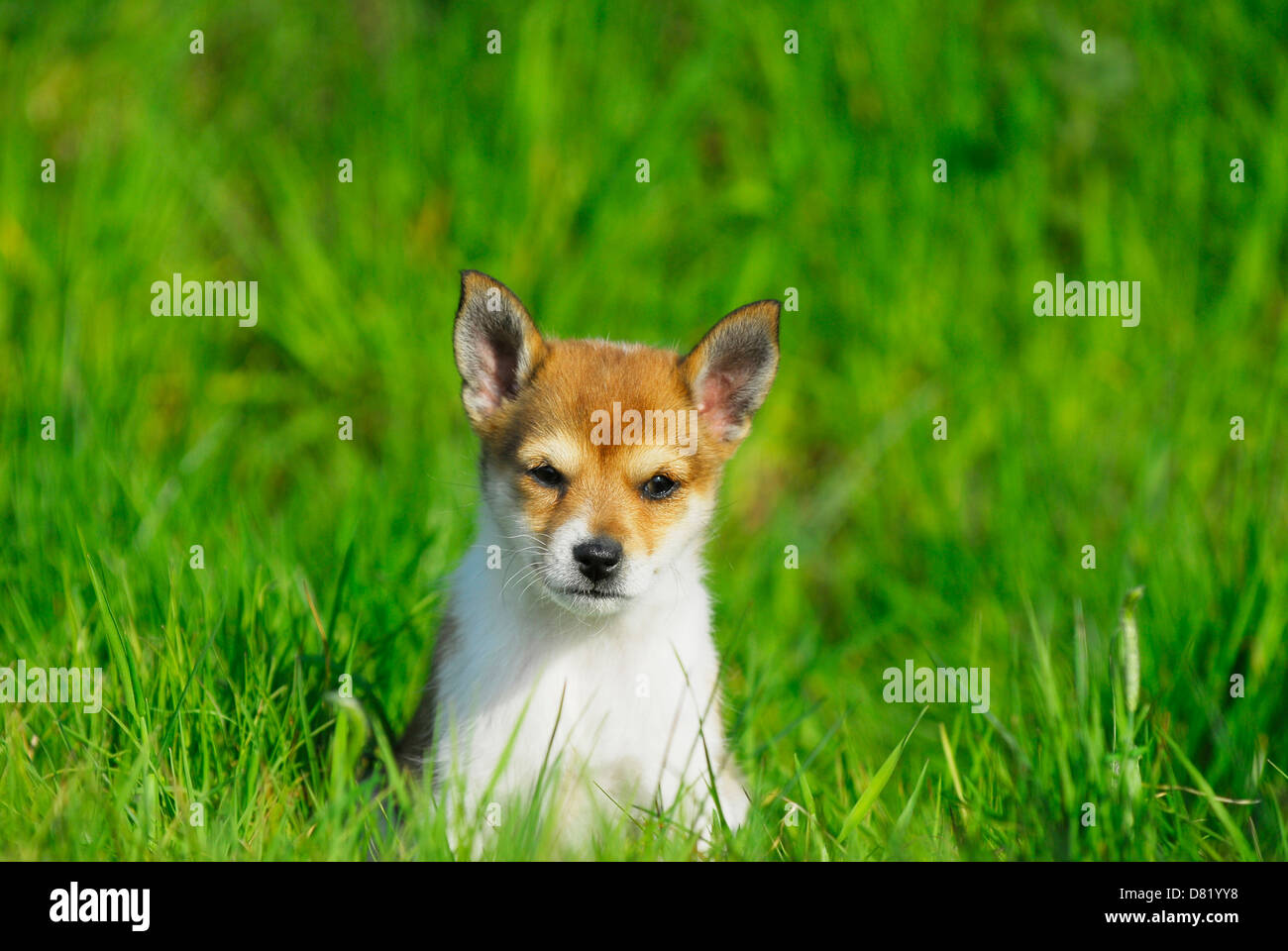 Cachorro Lundehund noruego Fotografía de stock - Alamy