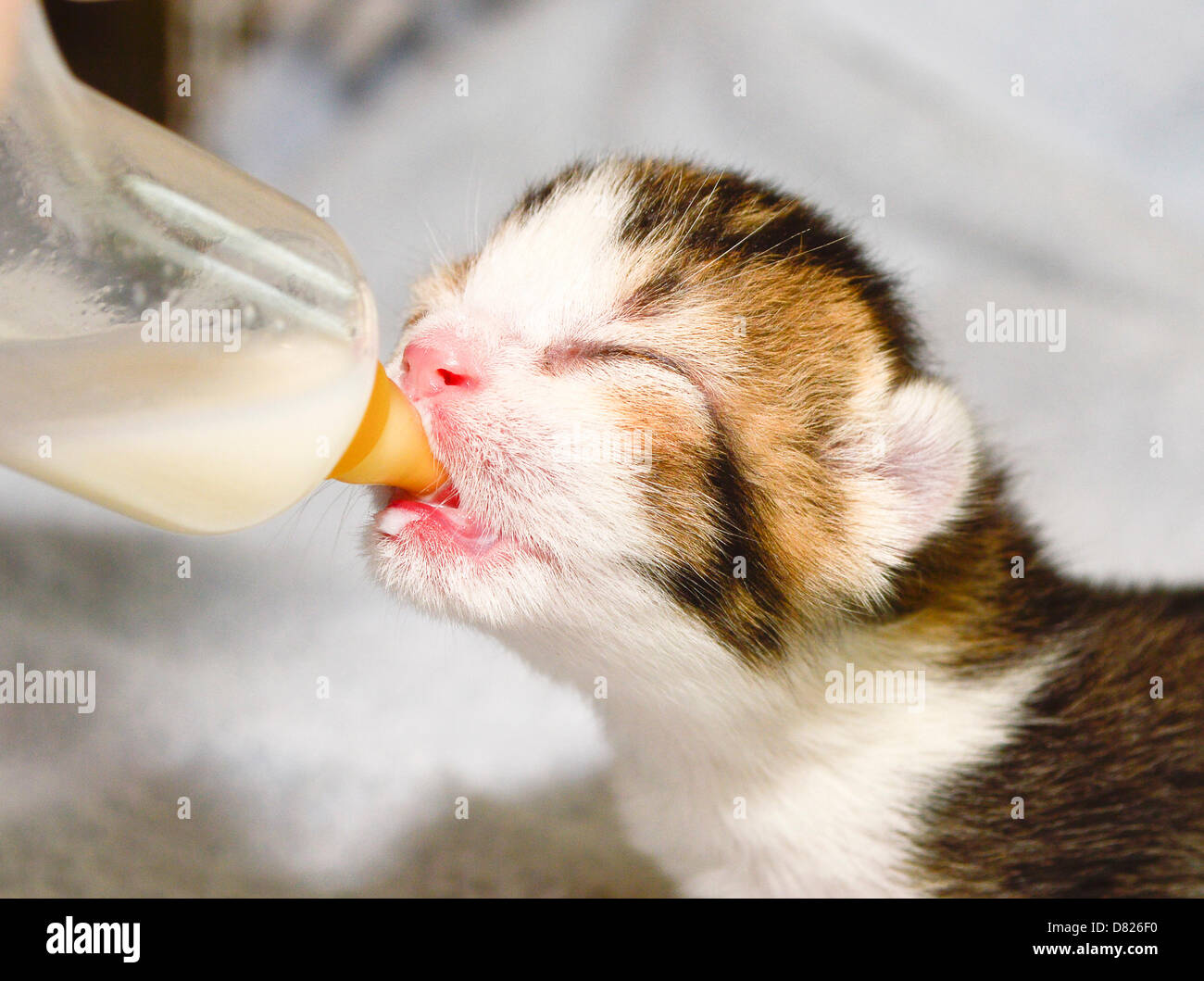 Животные пьют молоко. Кот пьет молоко. Молоко для котят. Котенок пьет молоко. Котенок пьет молочко.