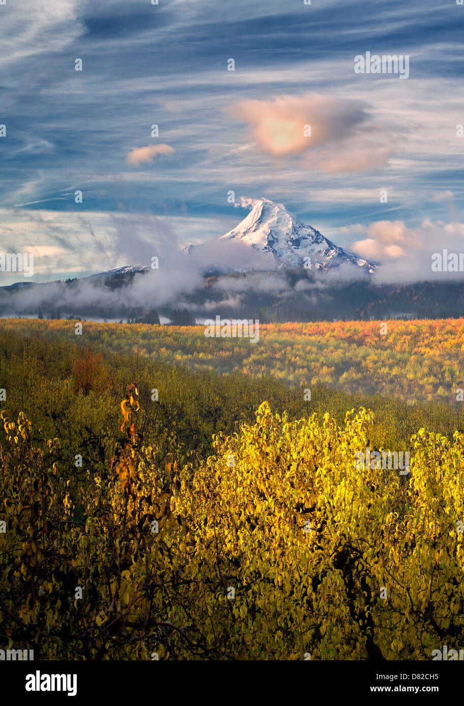 Huerto de peras en otoño de color y Mt. El capó. Hood River Valley, Oregón Foto de stock