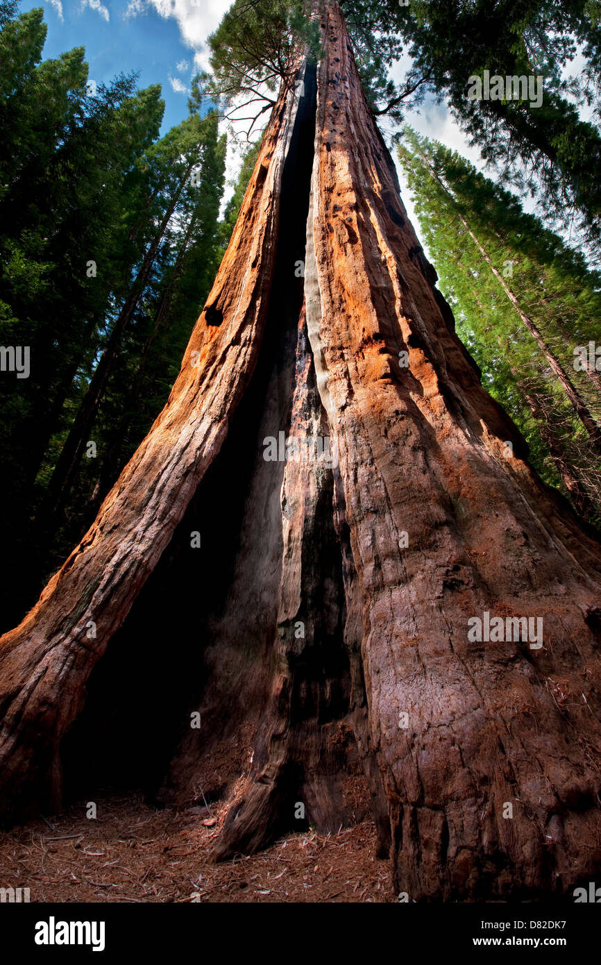 Boole tree. El Parque Nacional Kings Canyon, California Foto de stock