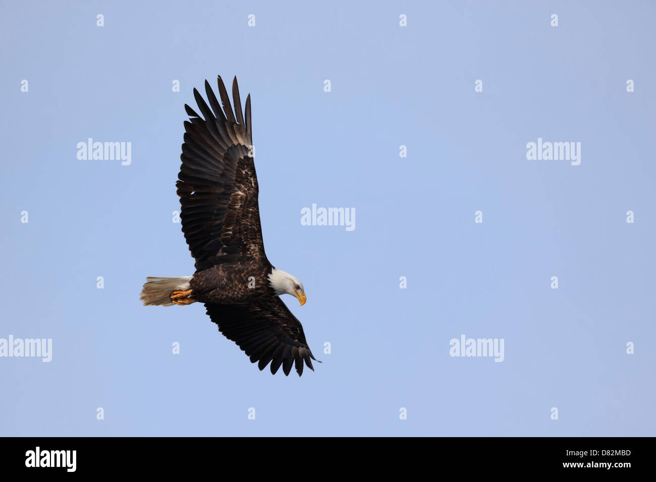 La caza del águila calva (Haliaeetus leucocephalus). Foto de stock